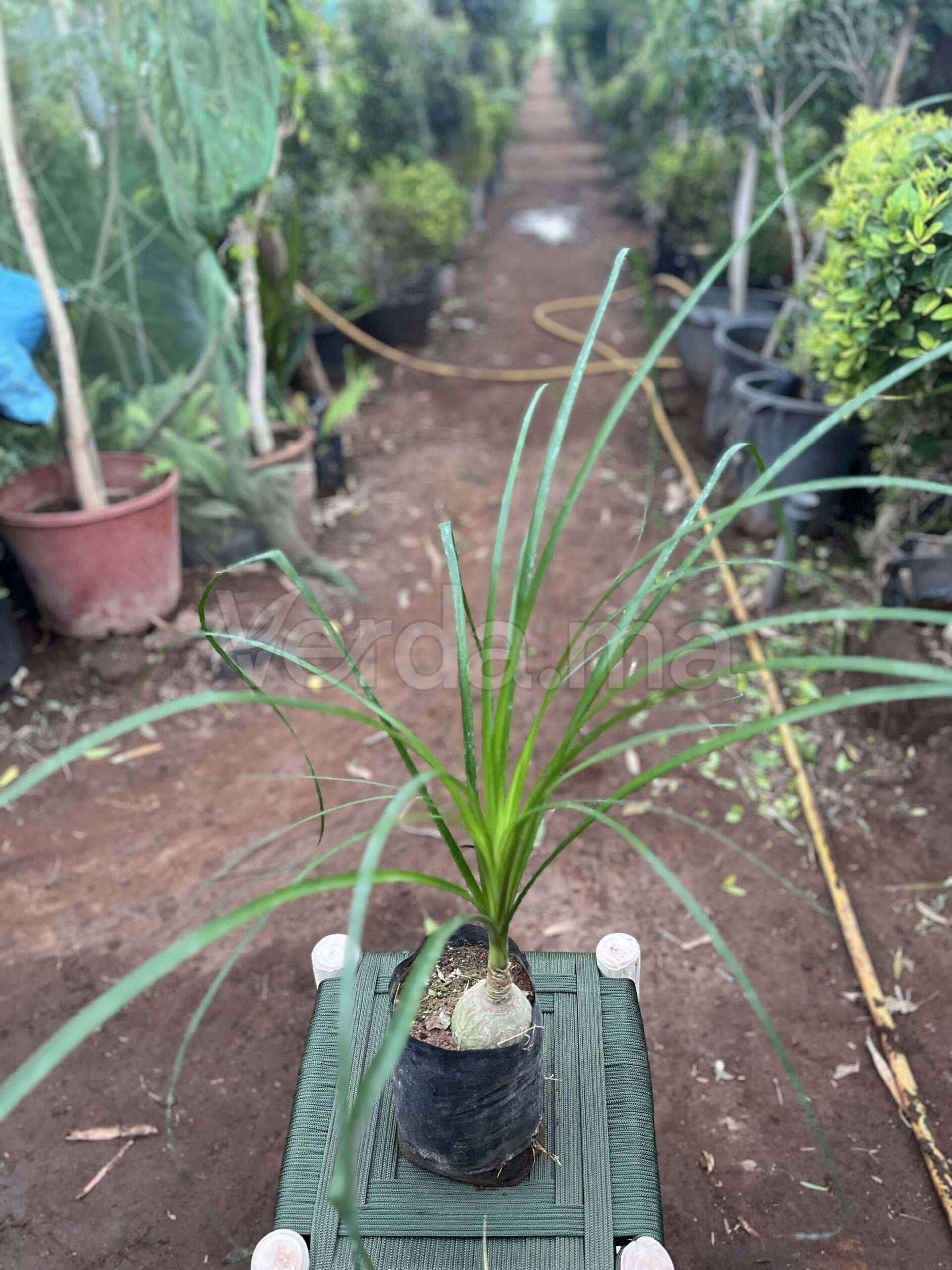 Beaucarnea Recurvata (Pied d’Éléphant)