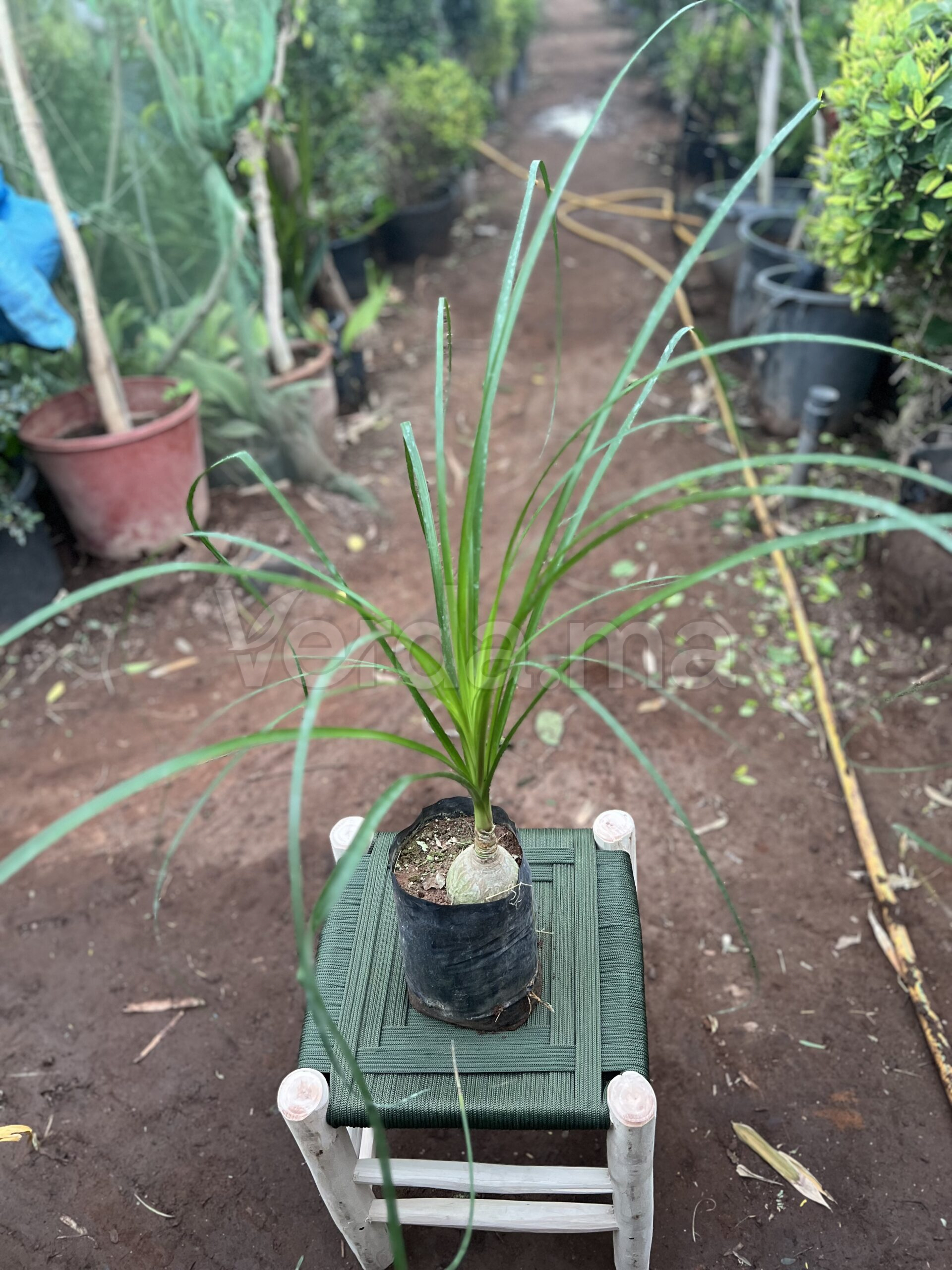 Beaucarnea Recurvata (Pied d’Éléphant)