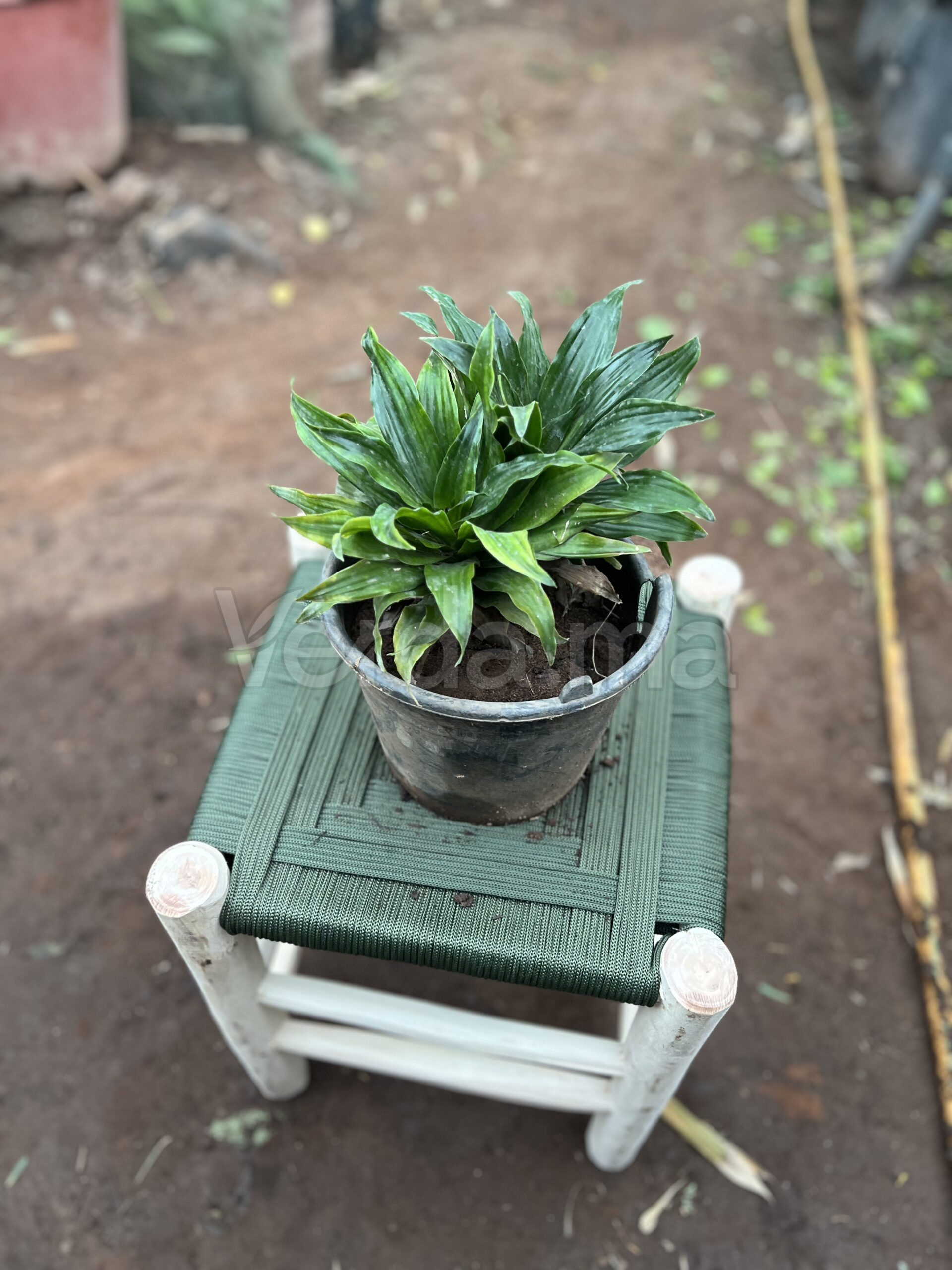 Dracaena Compacta