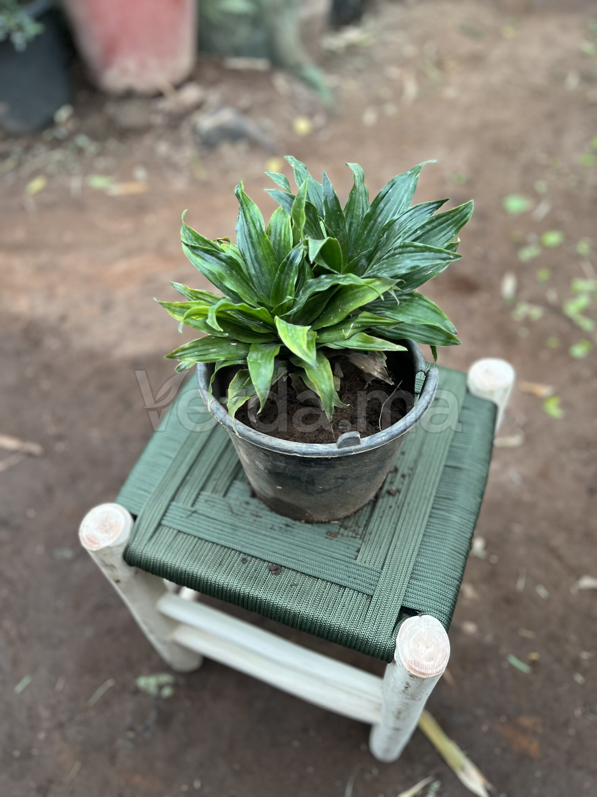Dracaena Compacta