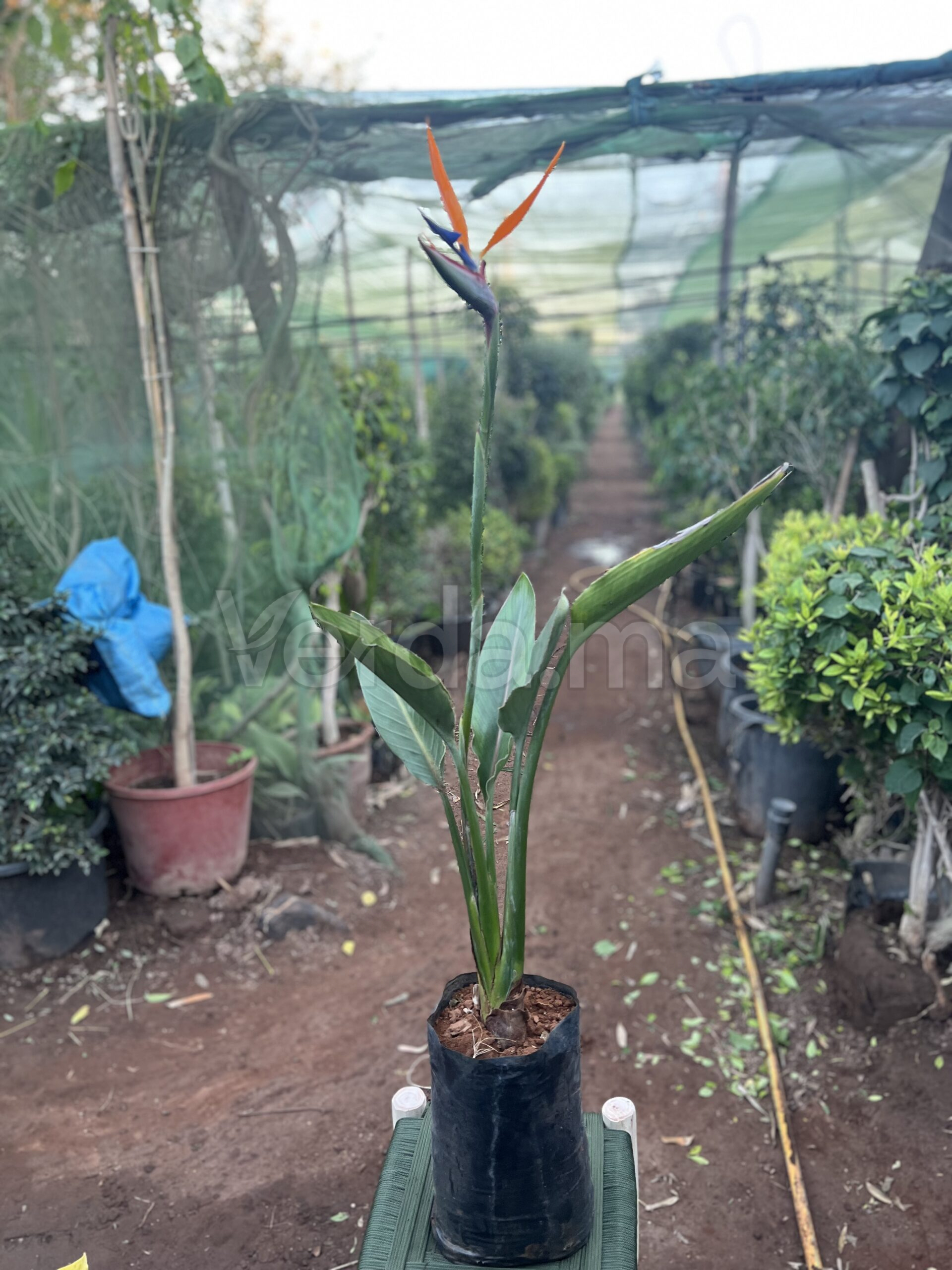 Strelitzia Reginae (Oiseau de Paradis)
