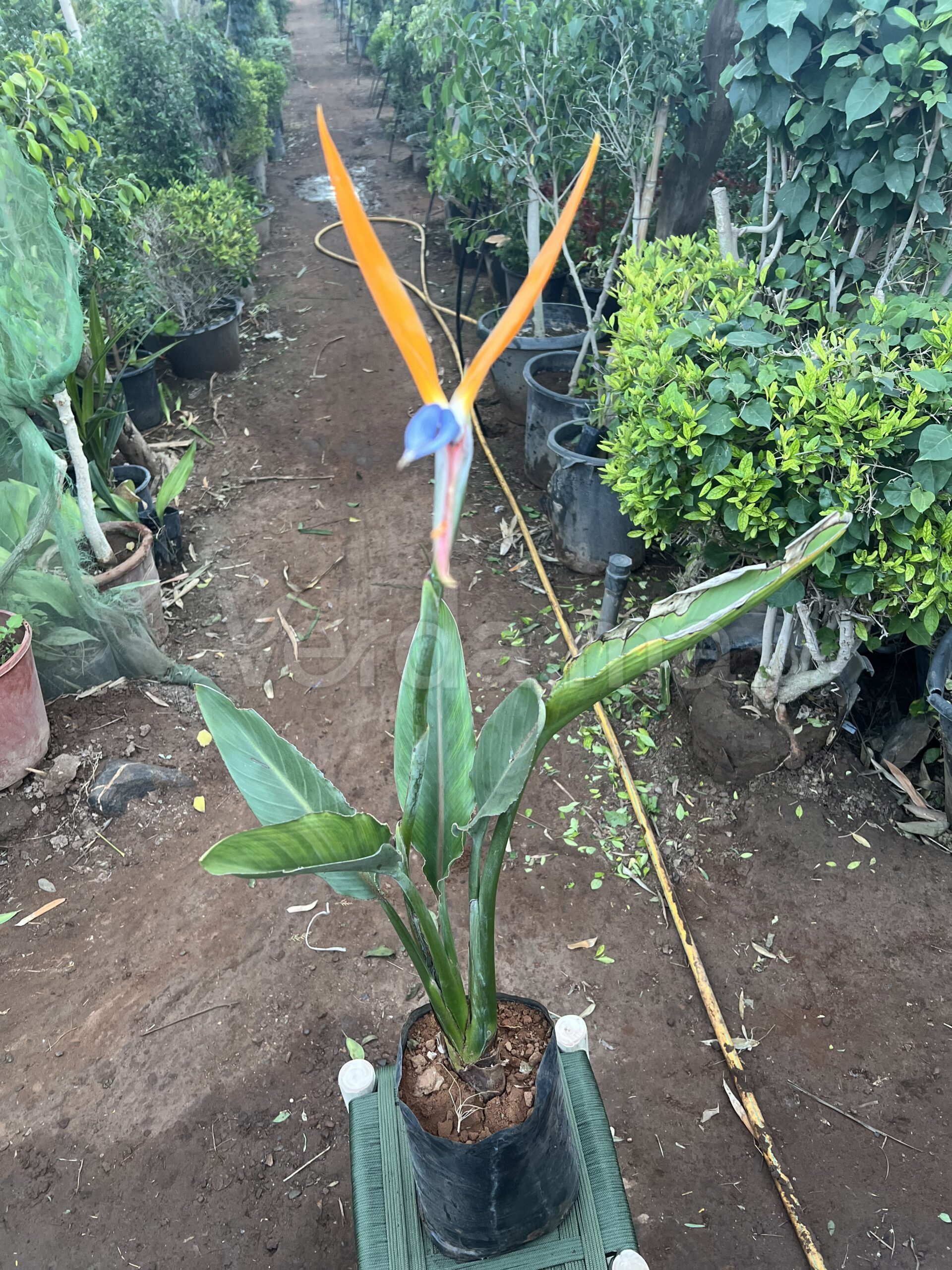 Strelitzia Reginae (Oiseau de Paradis)