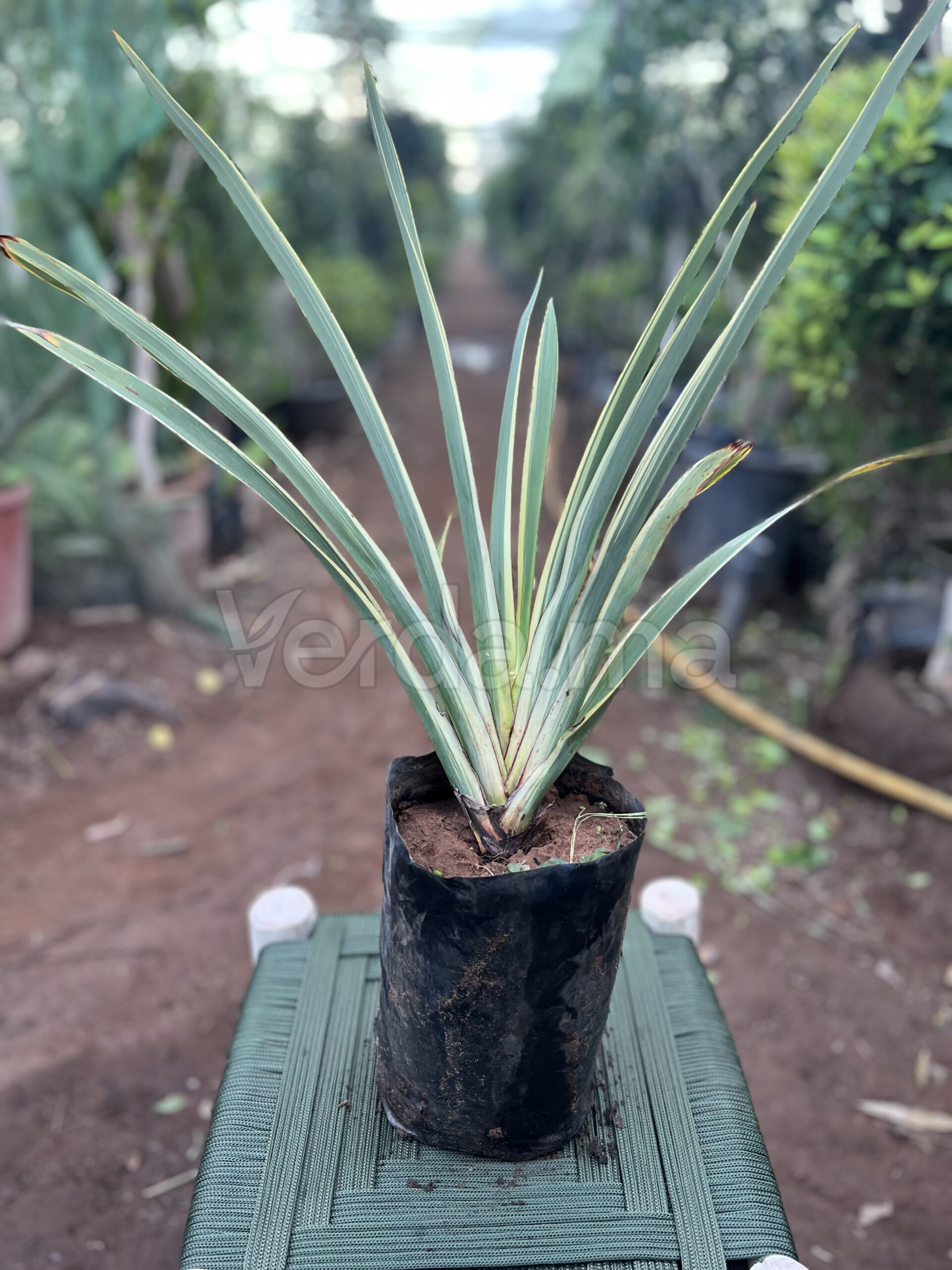 Phormium Variegatum (Lin de Nouvelle-Zélande)