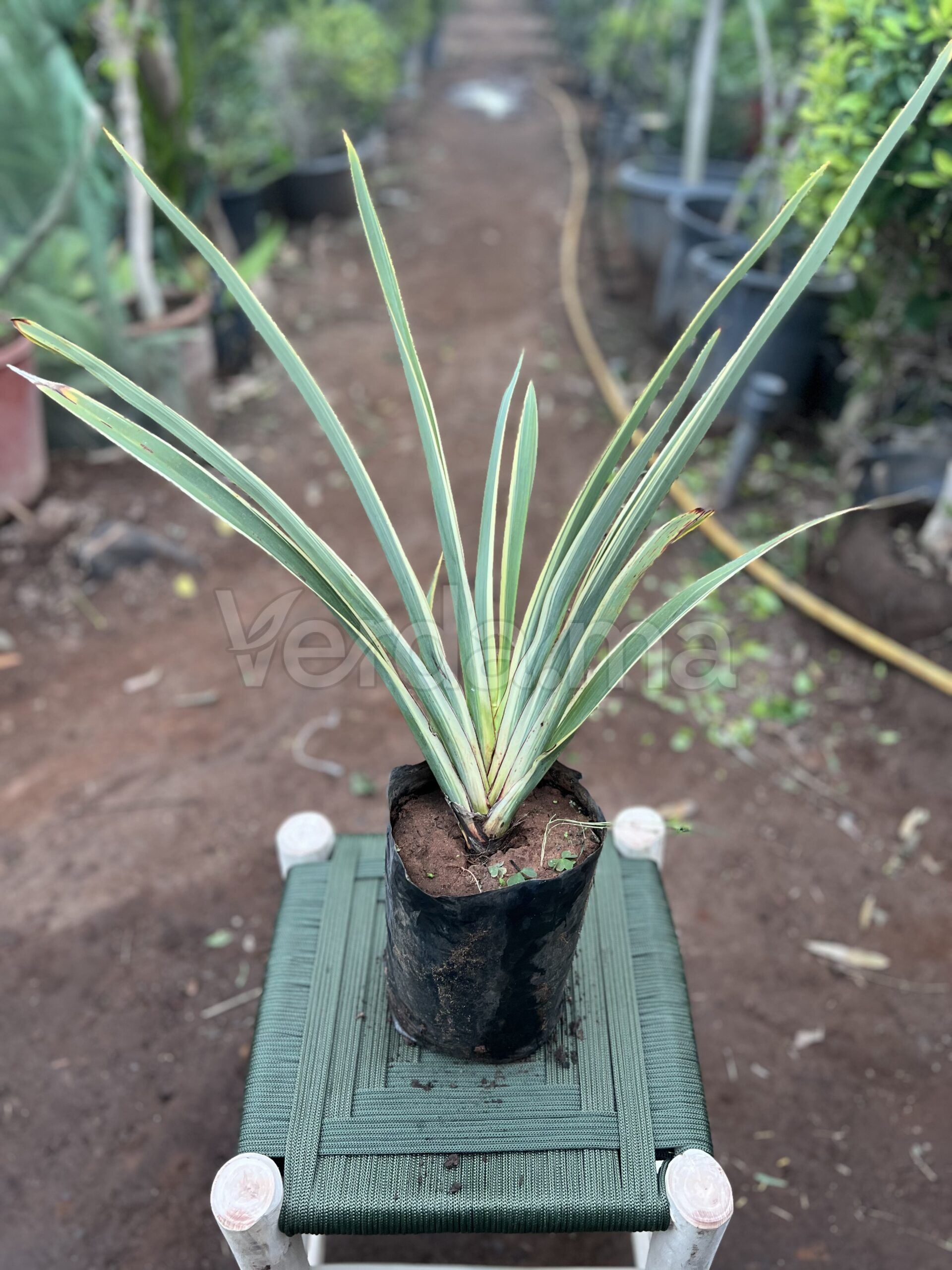 Phormium Variegatum (Lin de Nouvelle-Zélande)