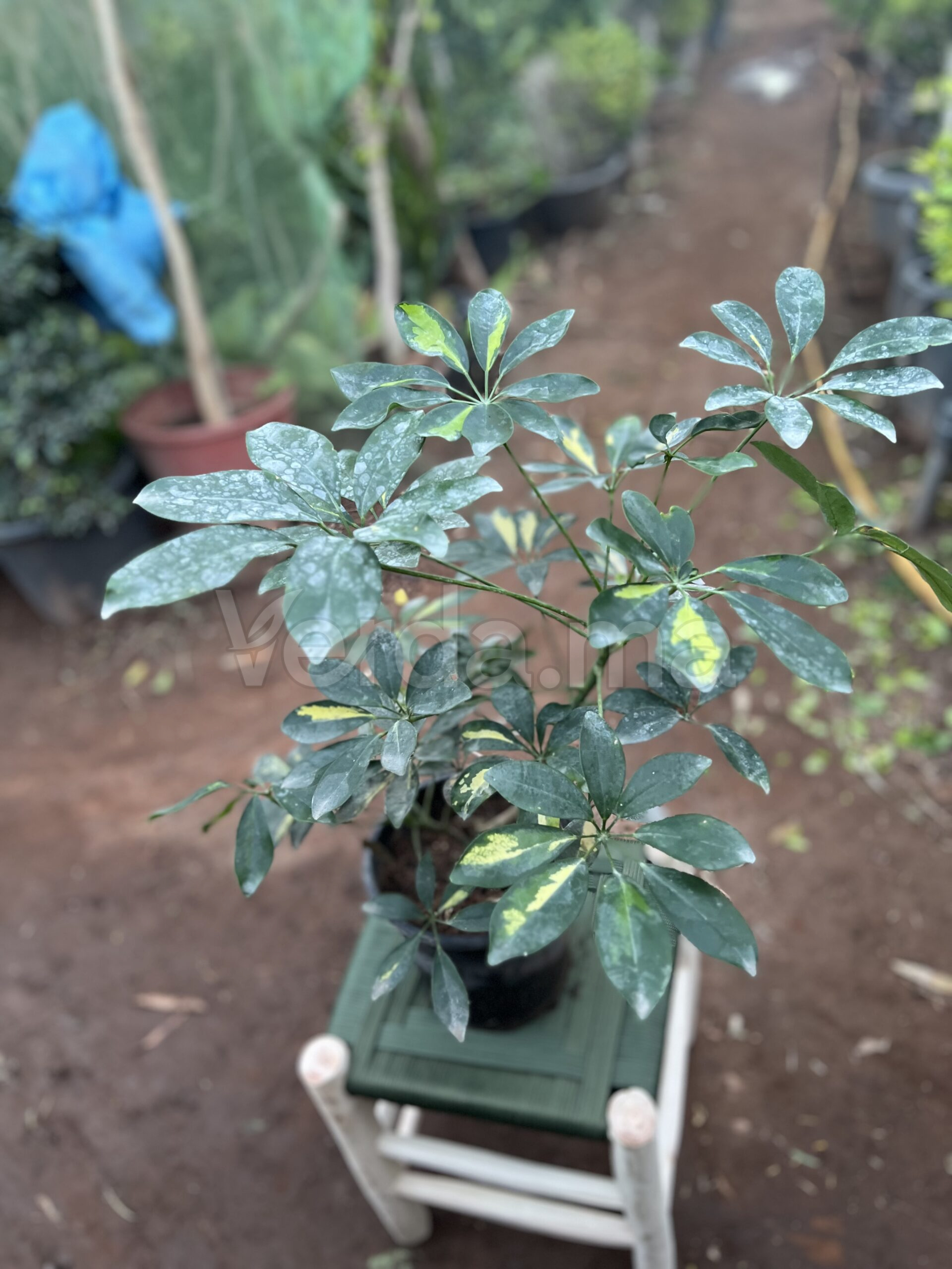 Schefflera Arboricola (Arbre Ombrelle)