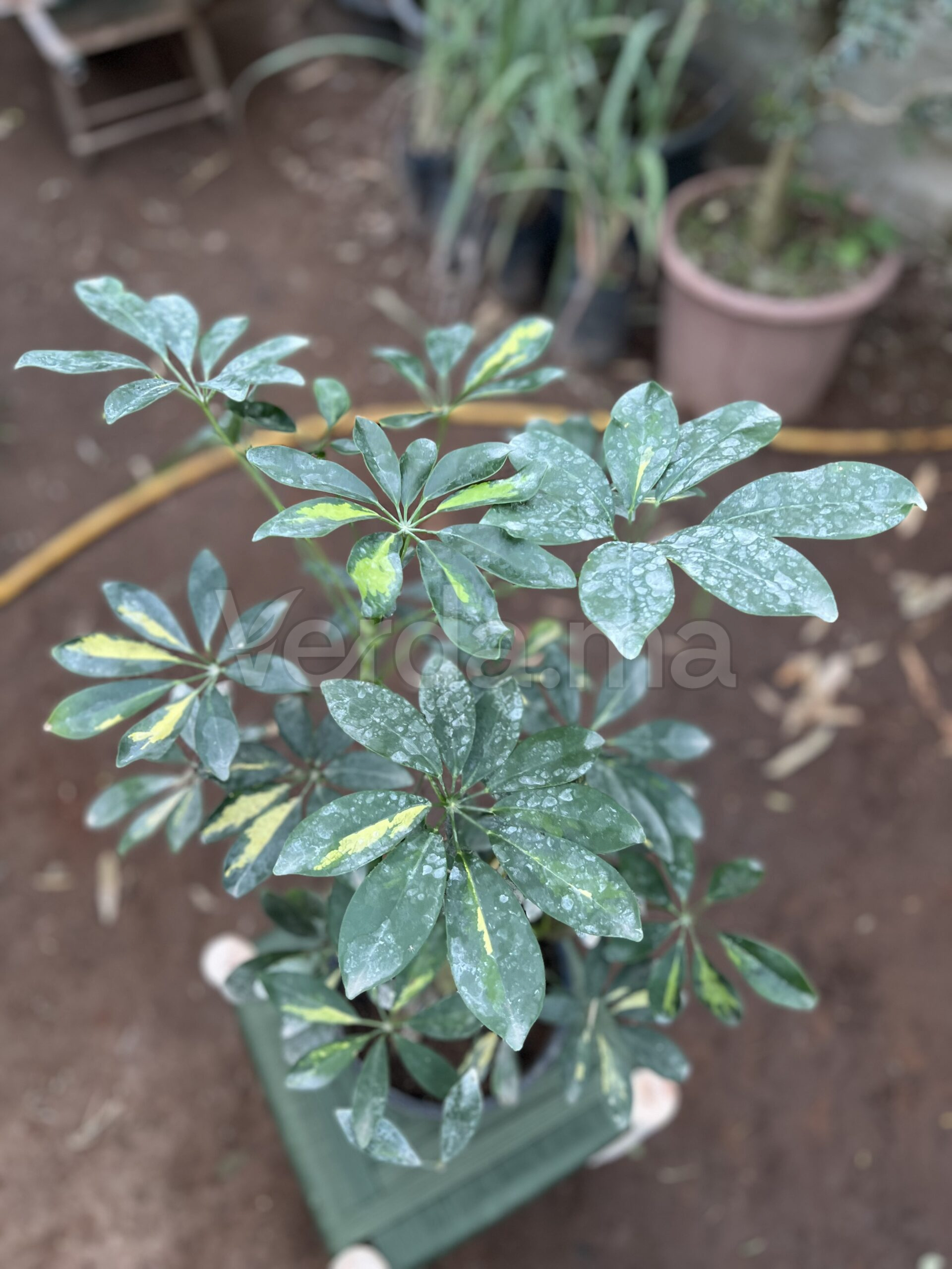 Schefflera Arboricola (Arbre Ombrelle)