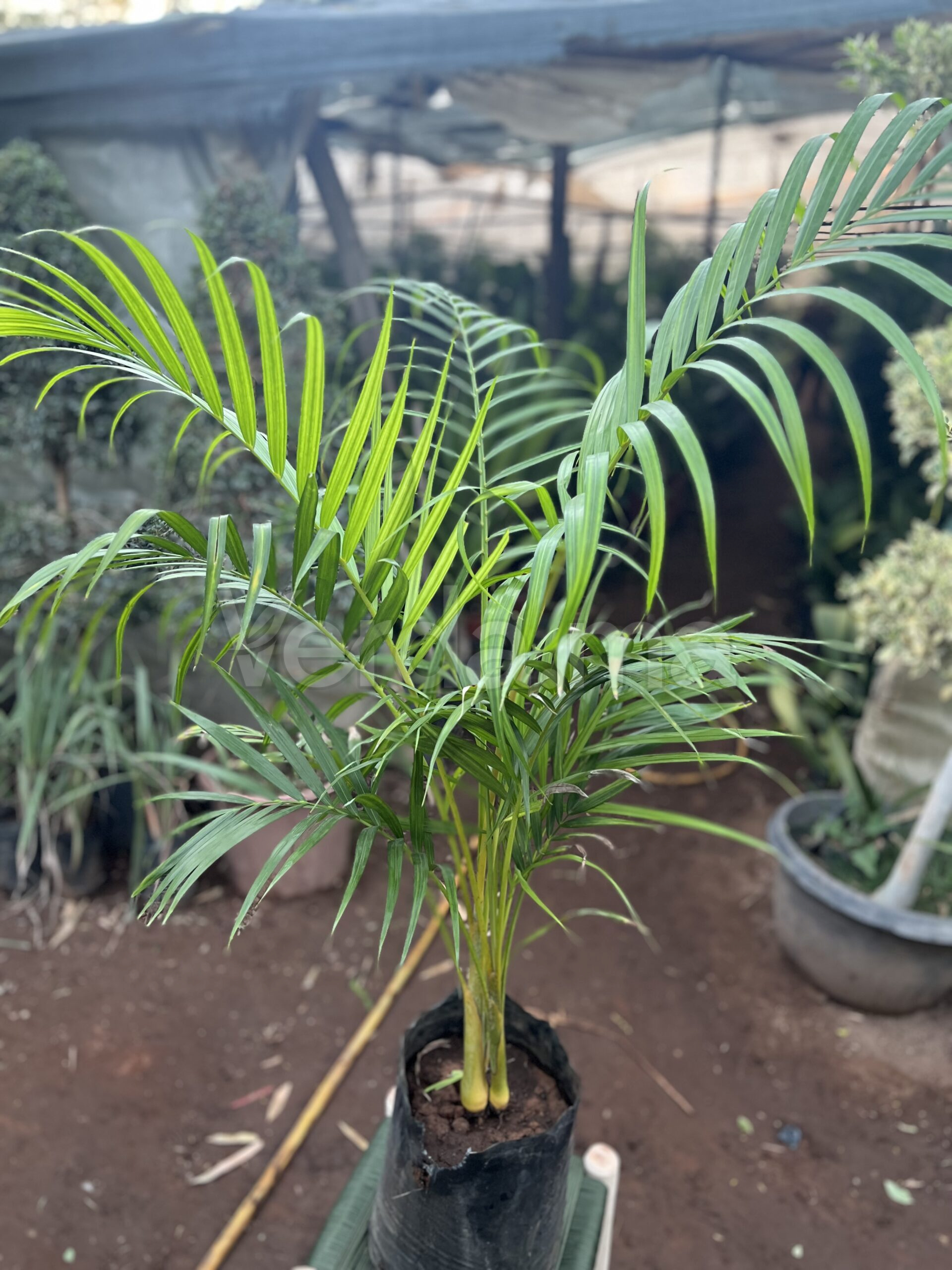 Dypsis Lutescens (Palmier Areca)