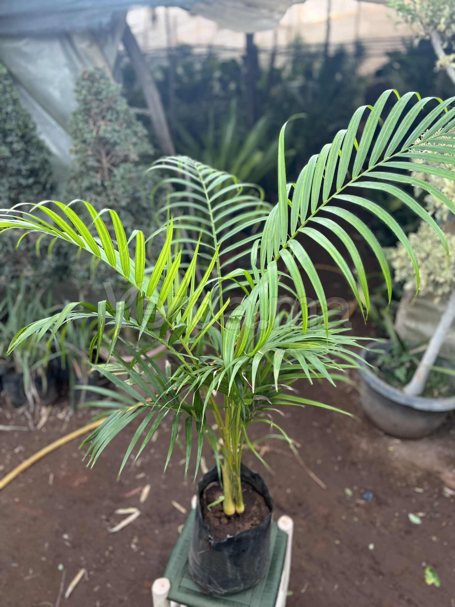 Dypsis Lutescens (Palmier Areca)