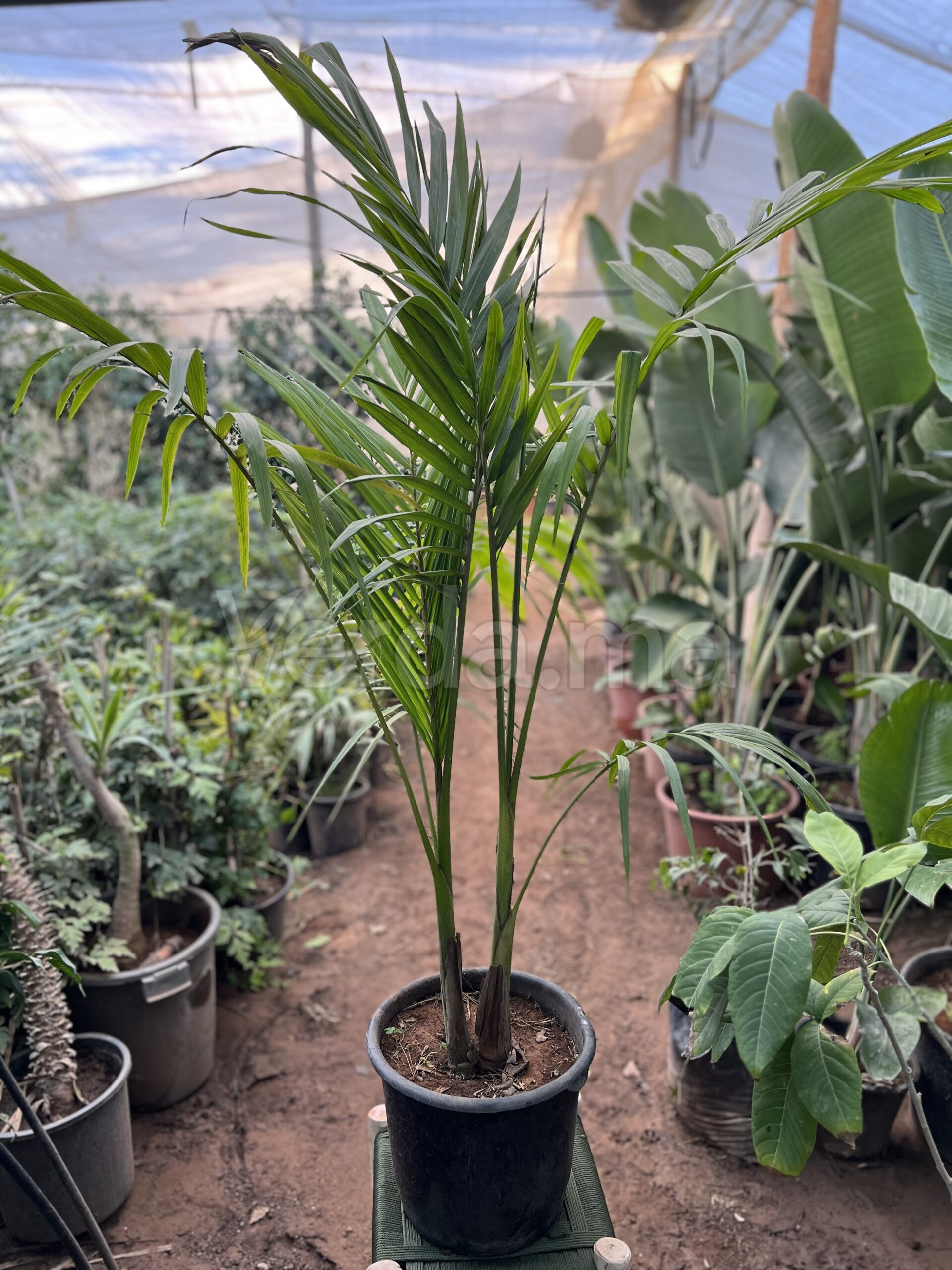 Dypsis Lutescens (Palmier Areca)