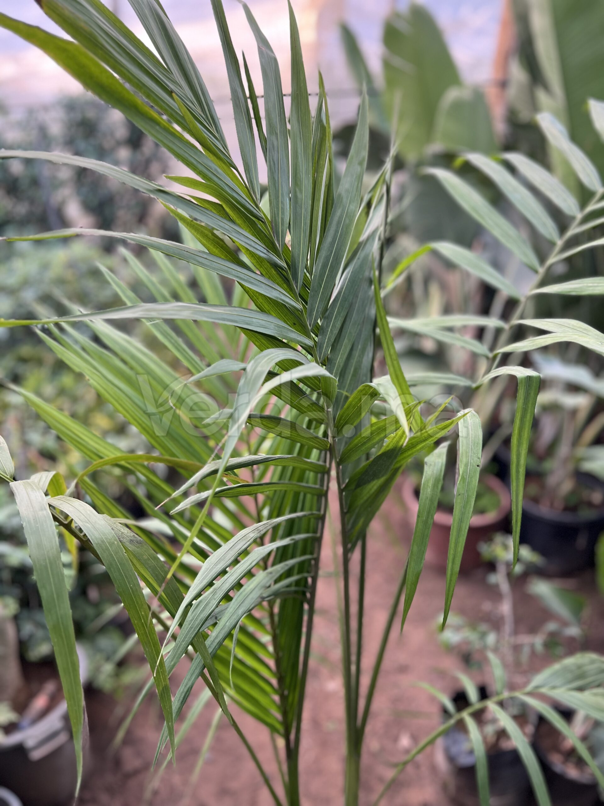 Dypsis Lutescens (Palmier Areca)