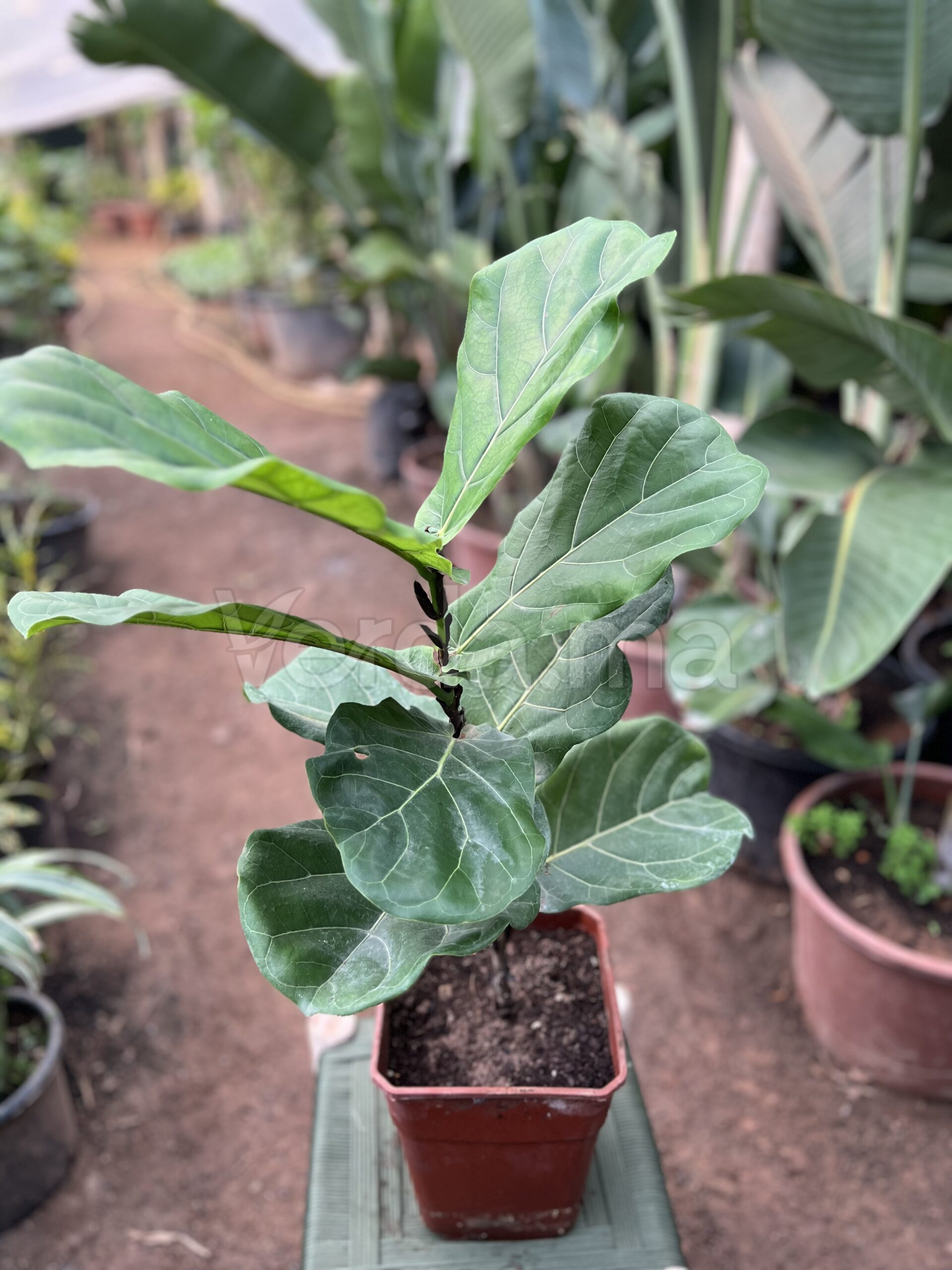 Ficus Lyrata (Figuier Lyre)