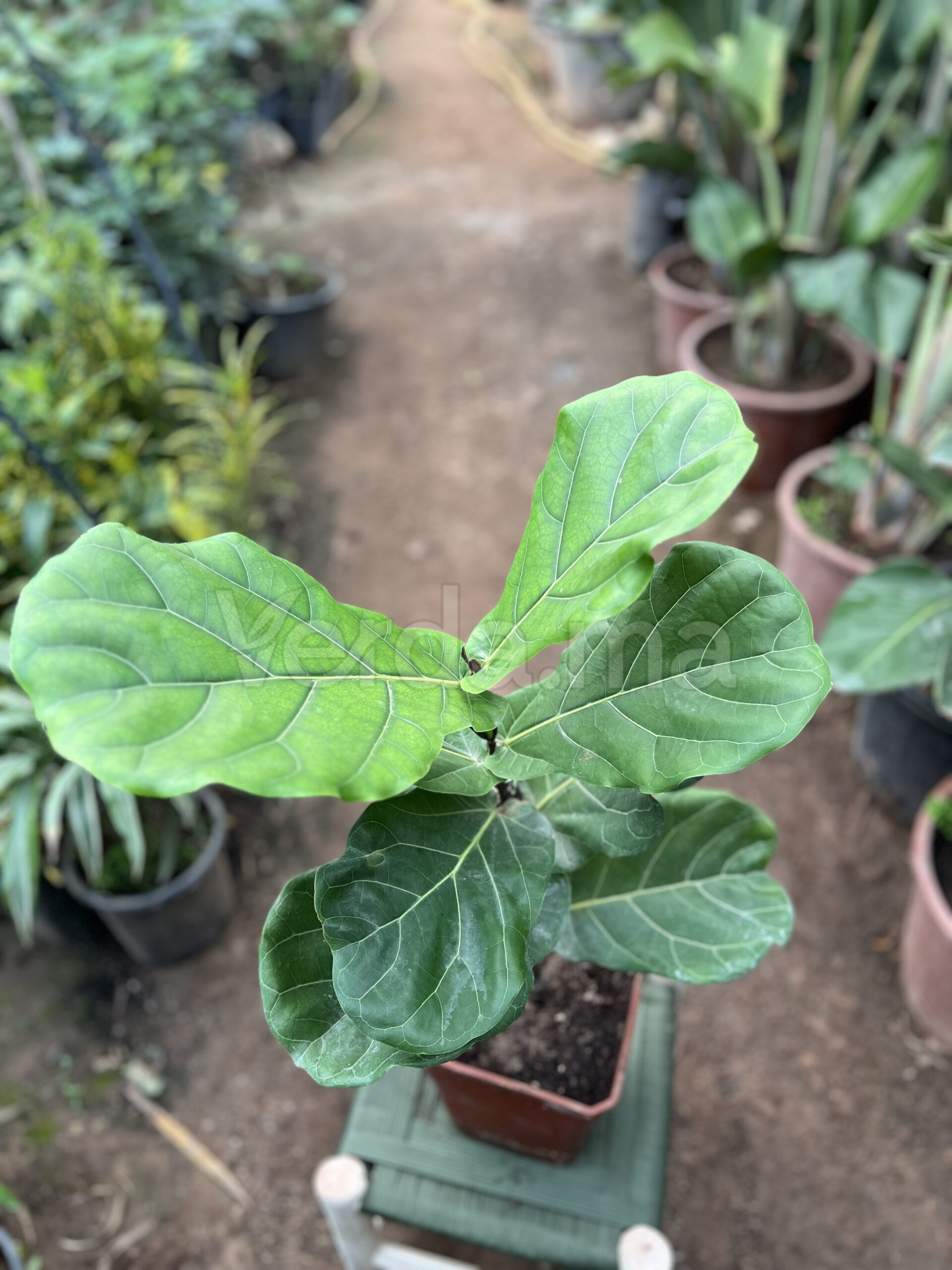 Ficus Lyrata (Figuier Lyre)
