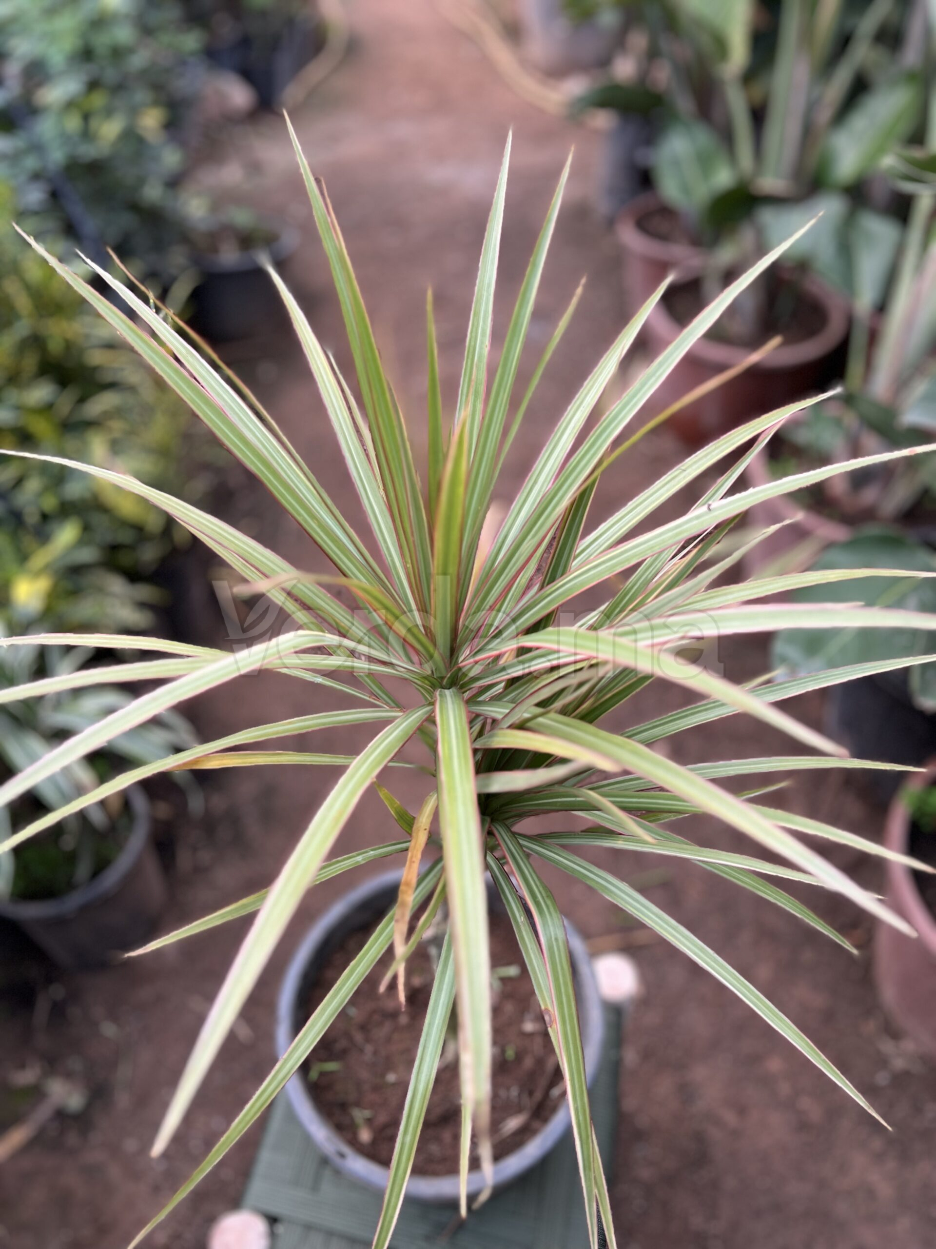 Dracaena Marginata
