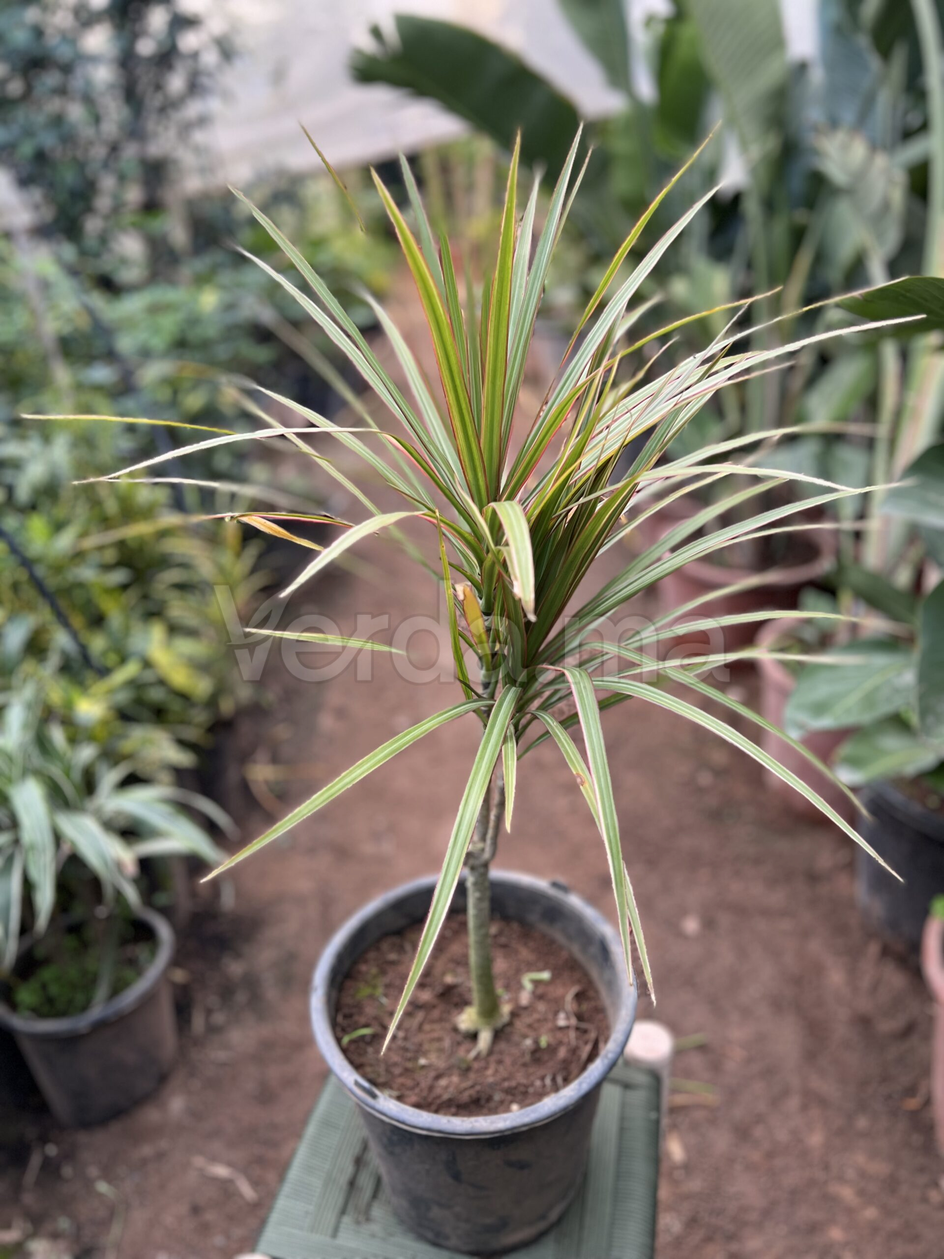 Dracaena Marginata