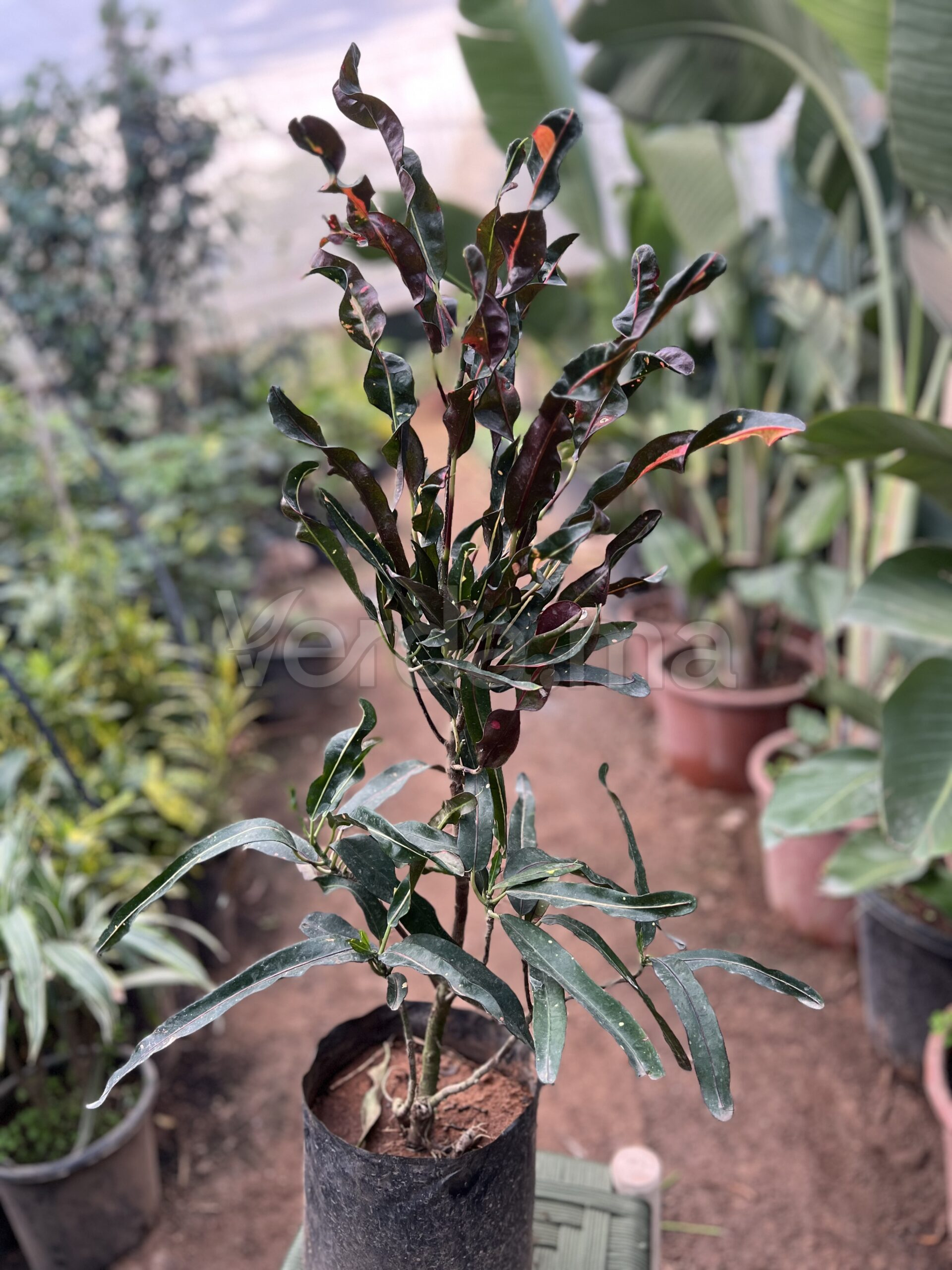 Croton (Codiaeum variegatum)