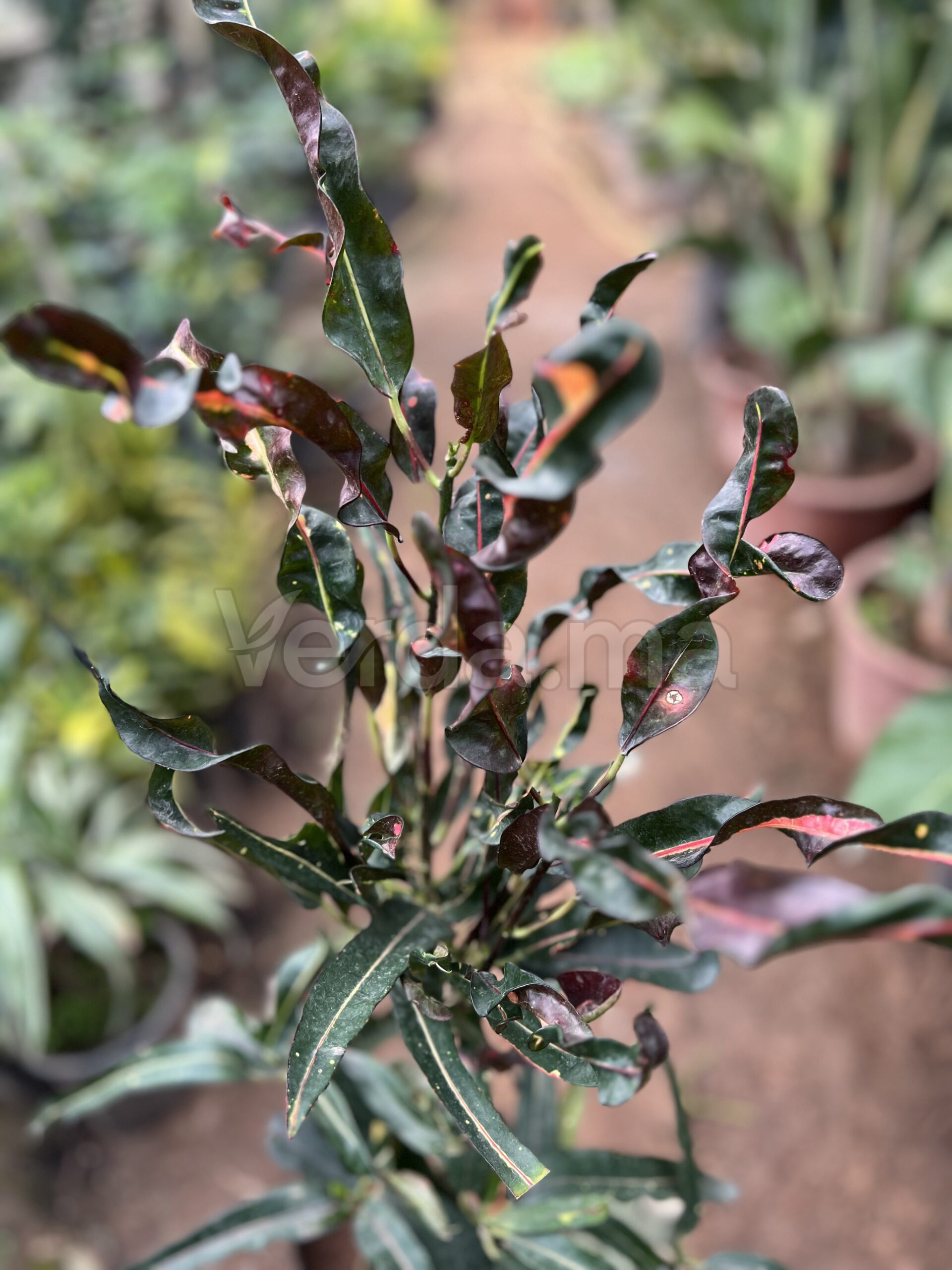 Croton (Codiaeum variegatum)