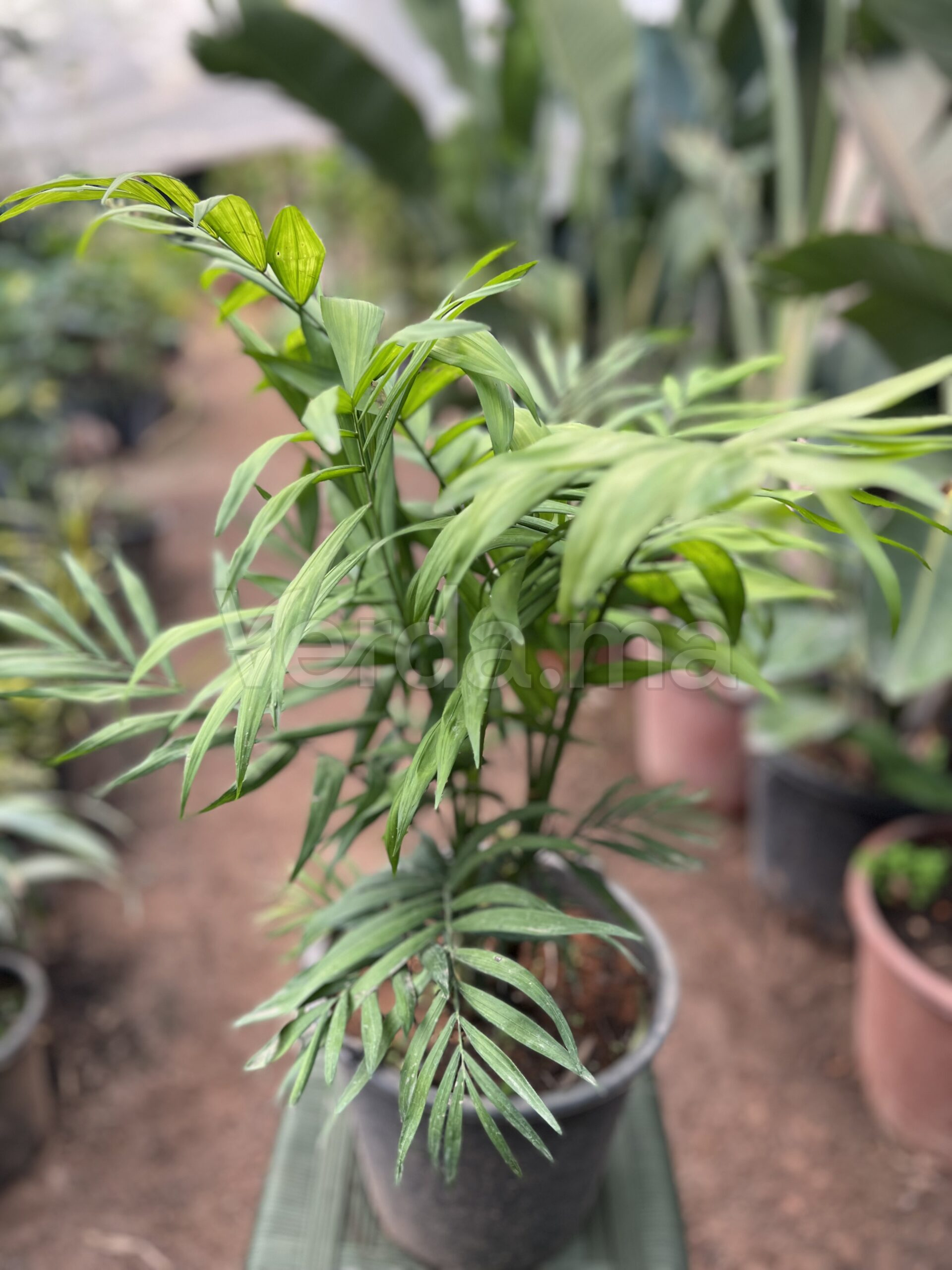 Chamaedorea Elegans