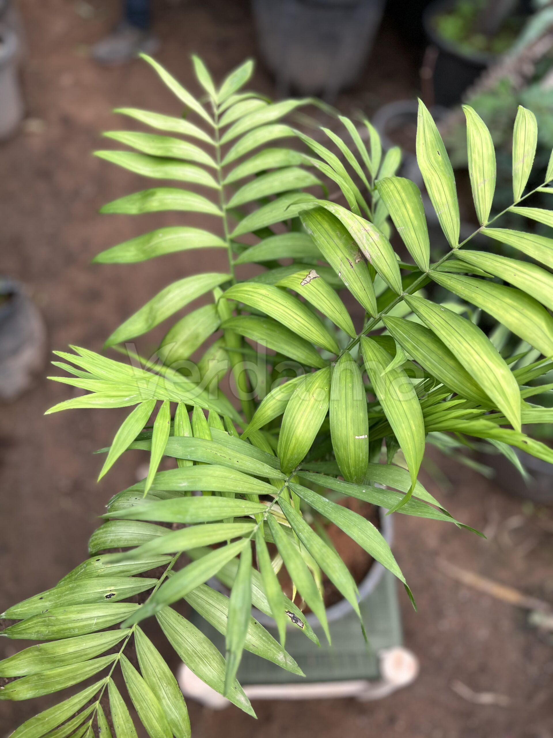 Chamaedorea Elegans