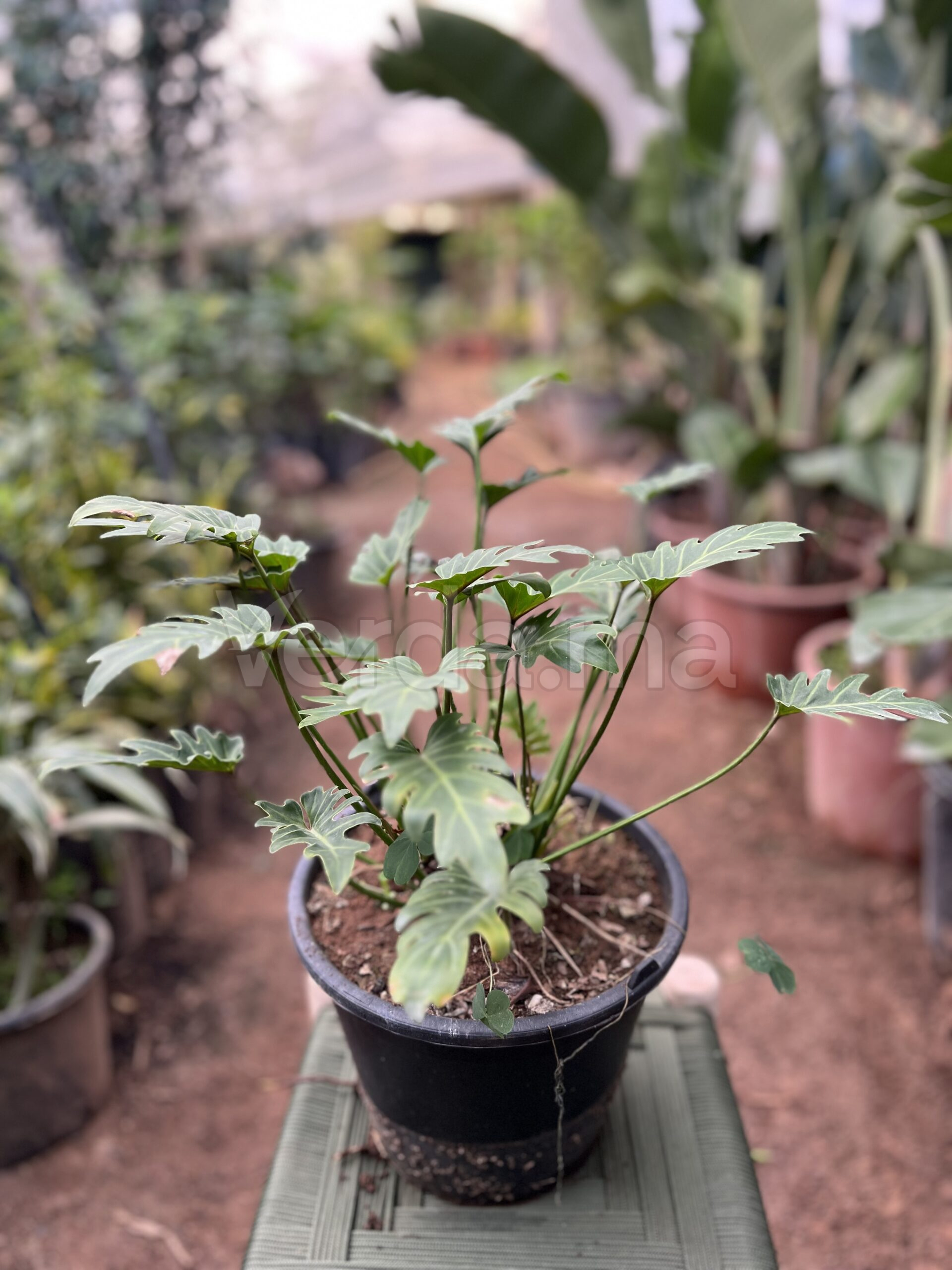 Philodendron Xanadu