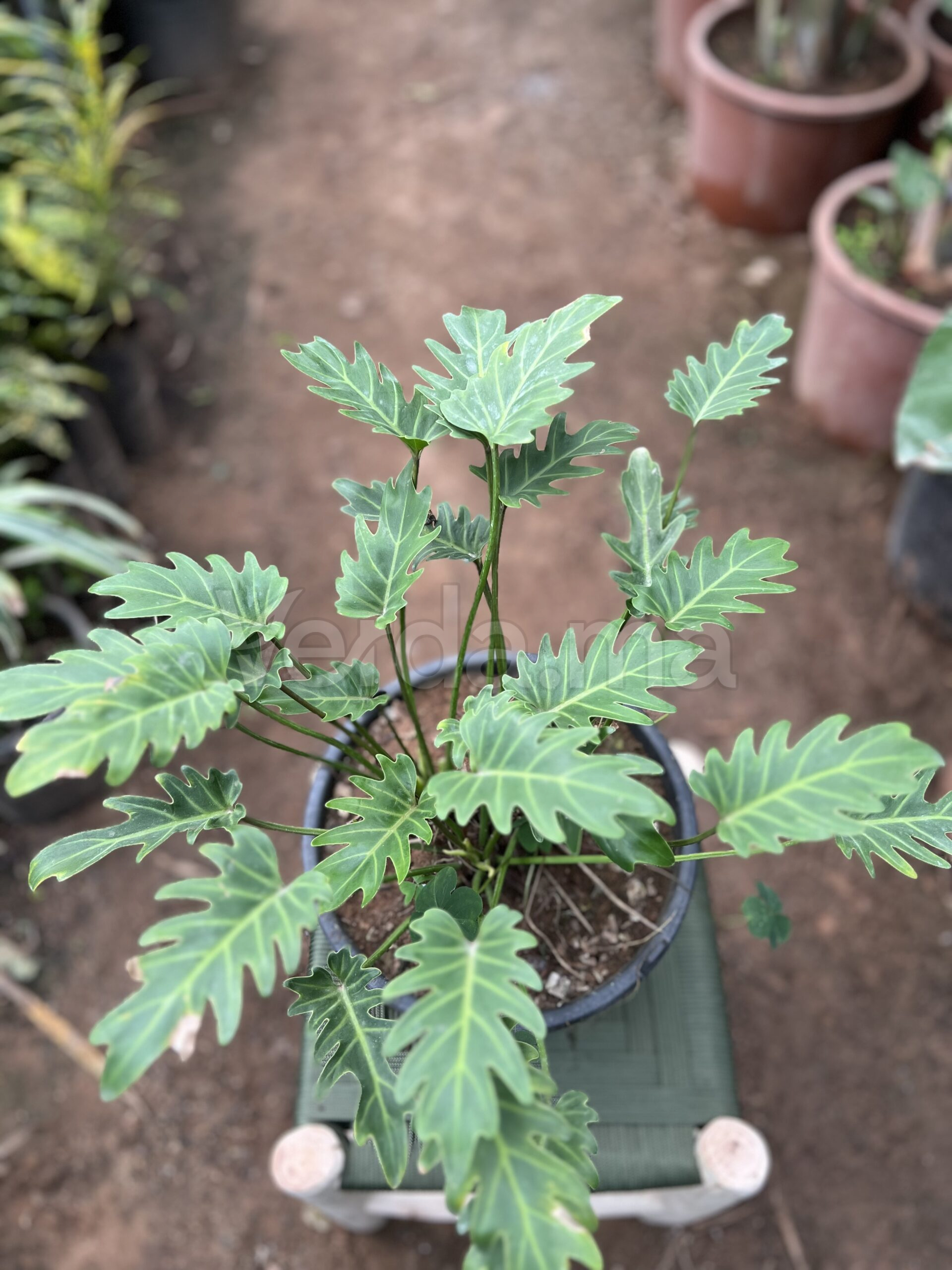 Philodendron Xanadu