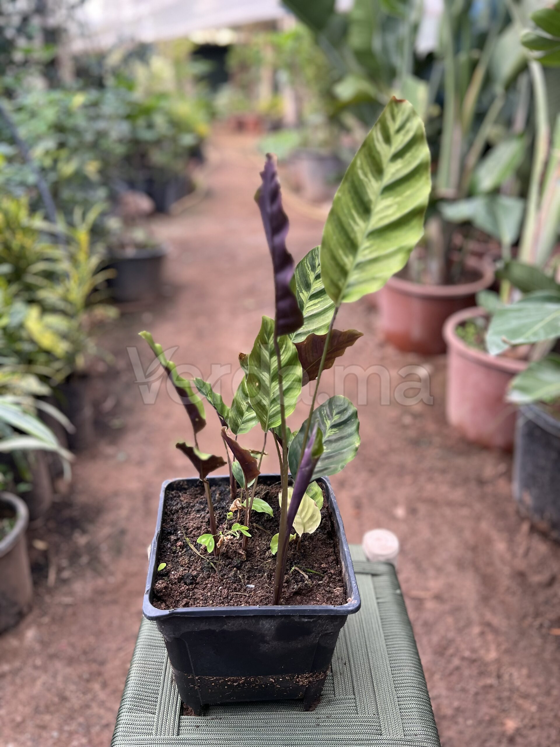 Calathea (Goeppertia)
