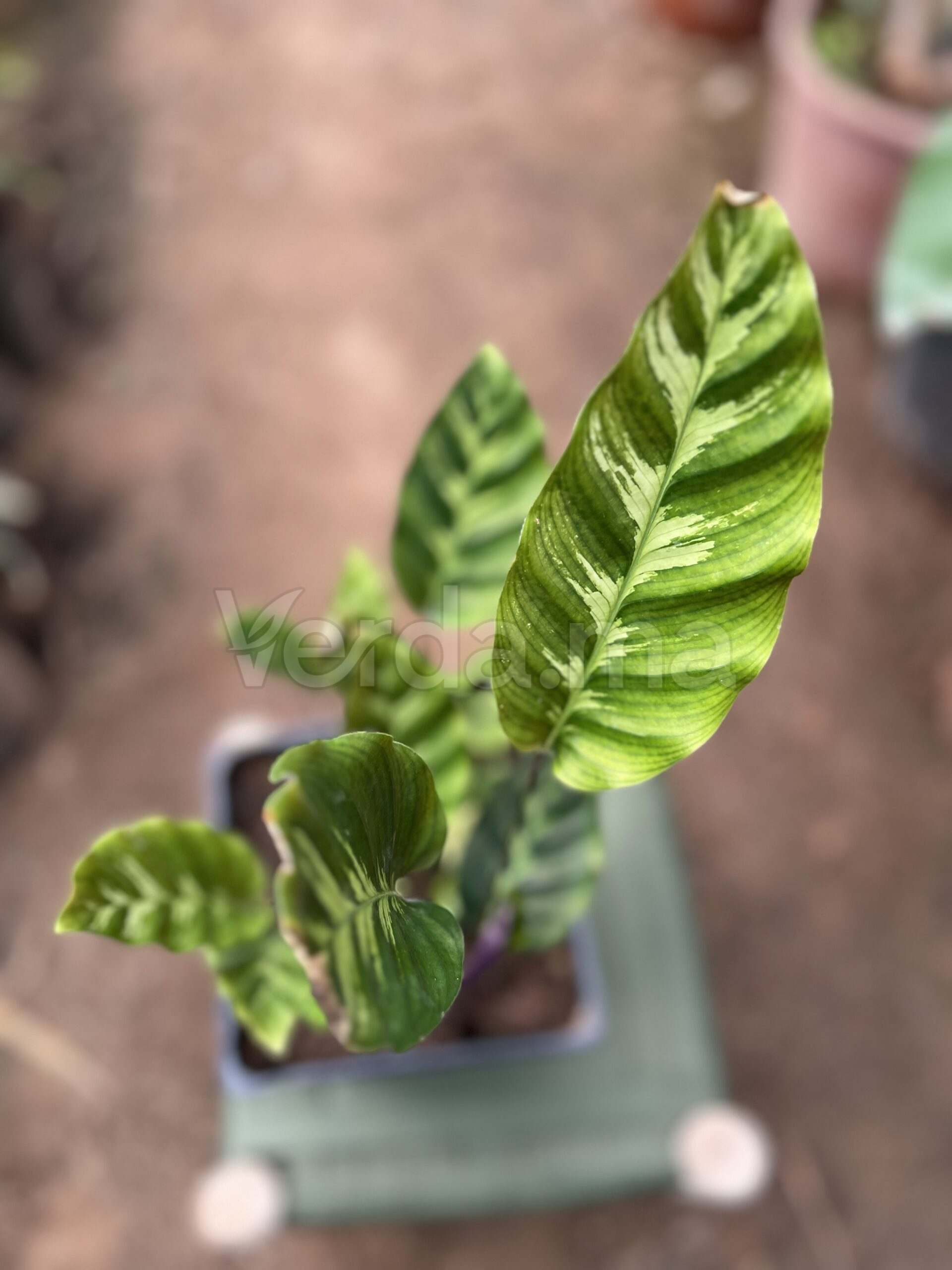 Calathea (Goeppertia)