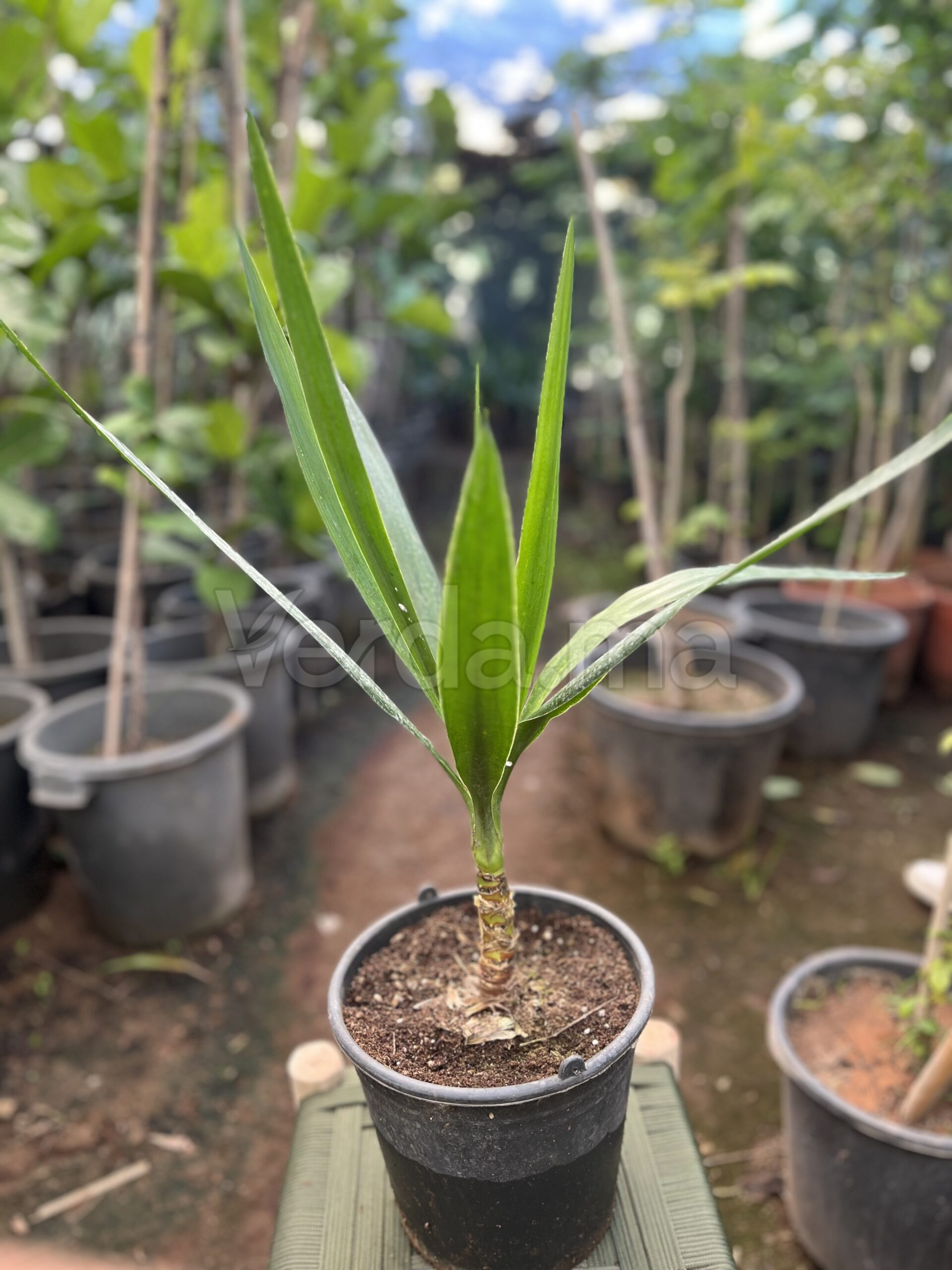 Yucca Elephantipes