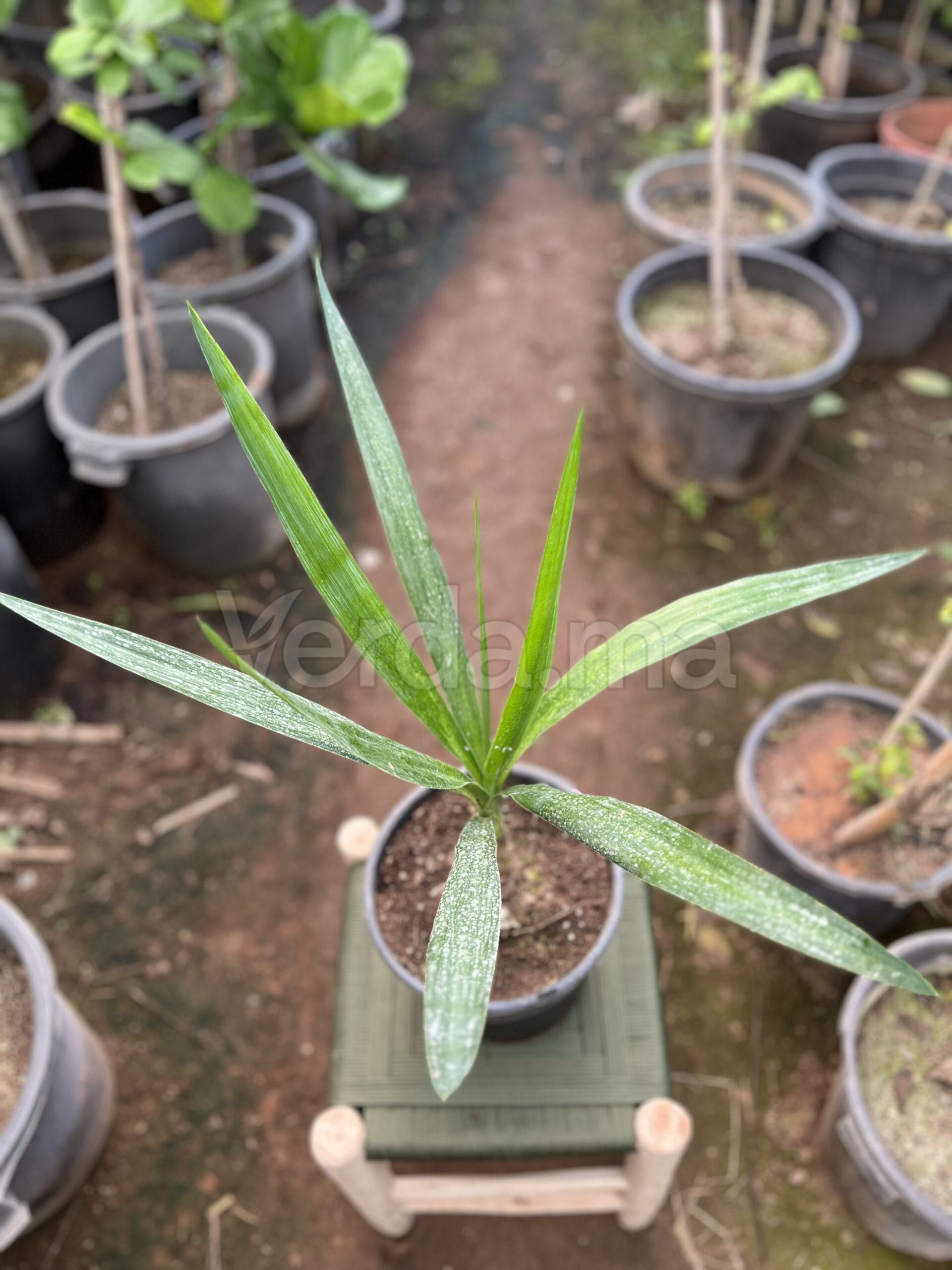 Yucca Elephantipes