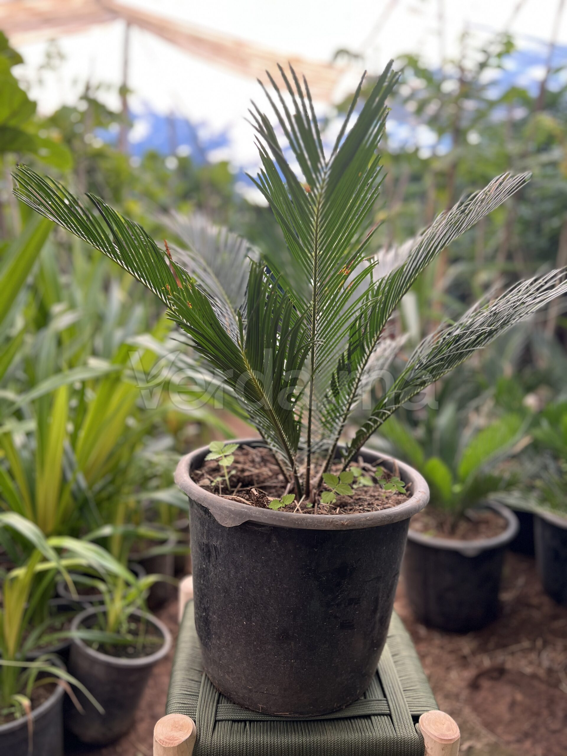 Cycas Revoluta (Palmier Sagou)