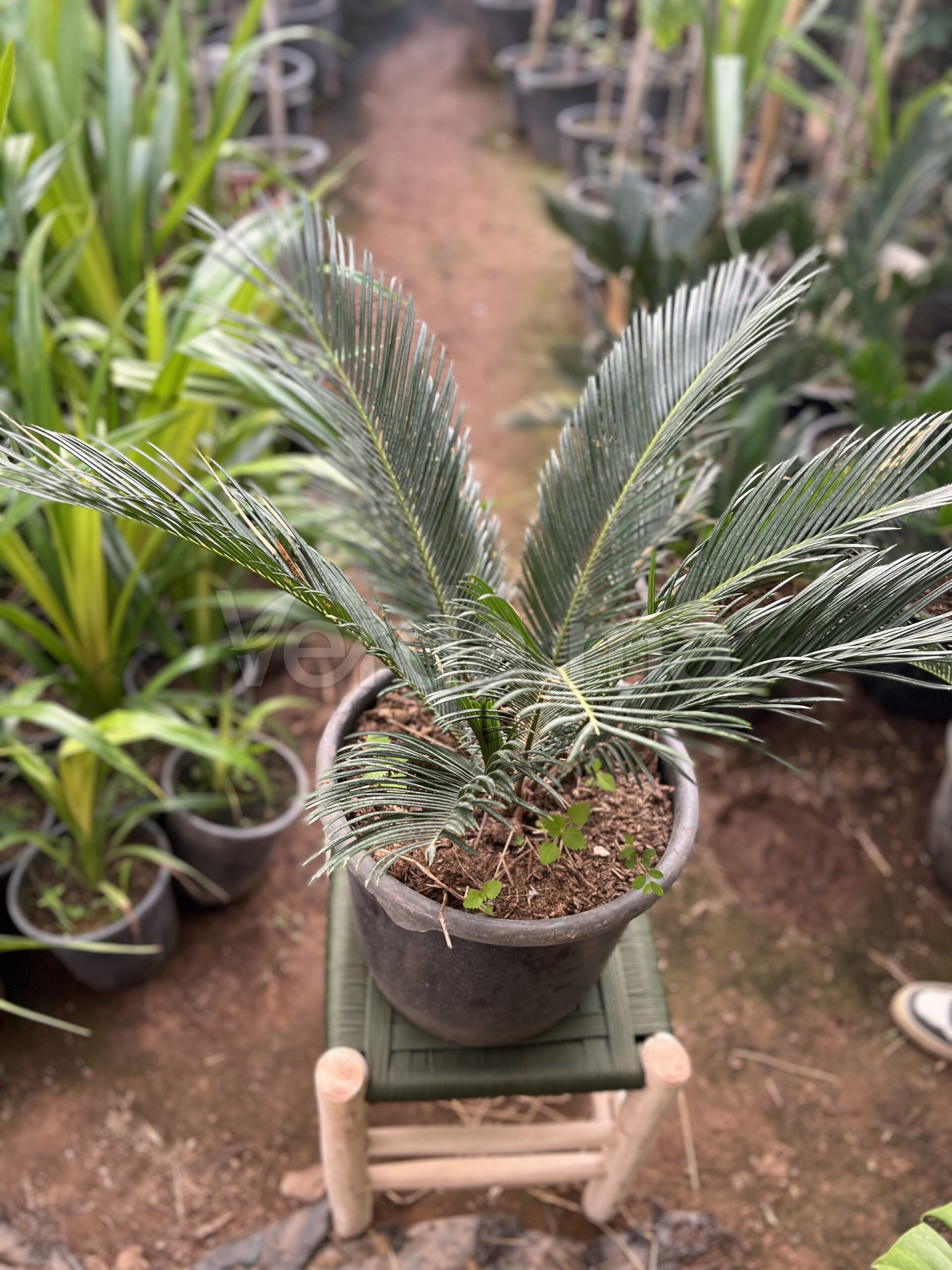 Cycas Revoluta (Palmier Sagou)