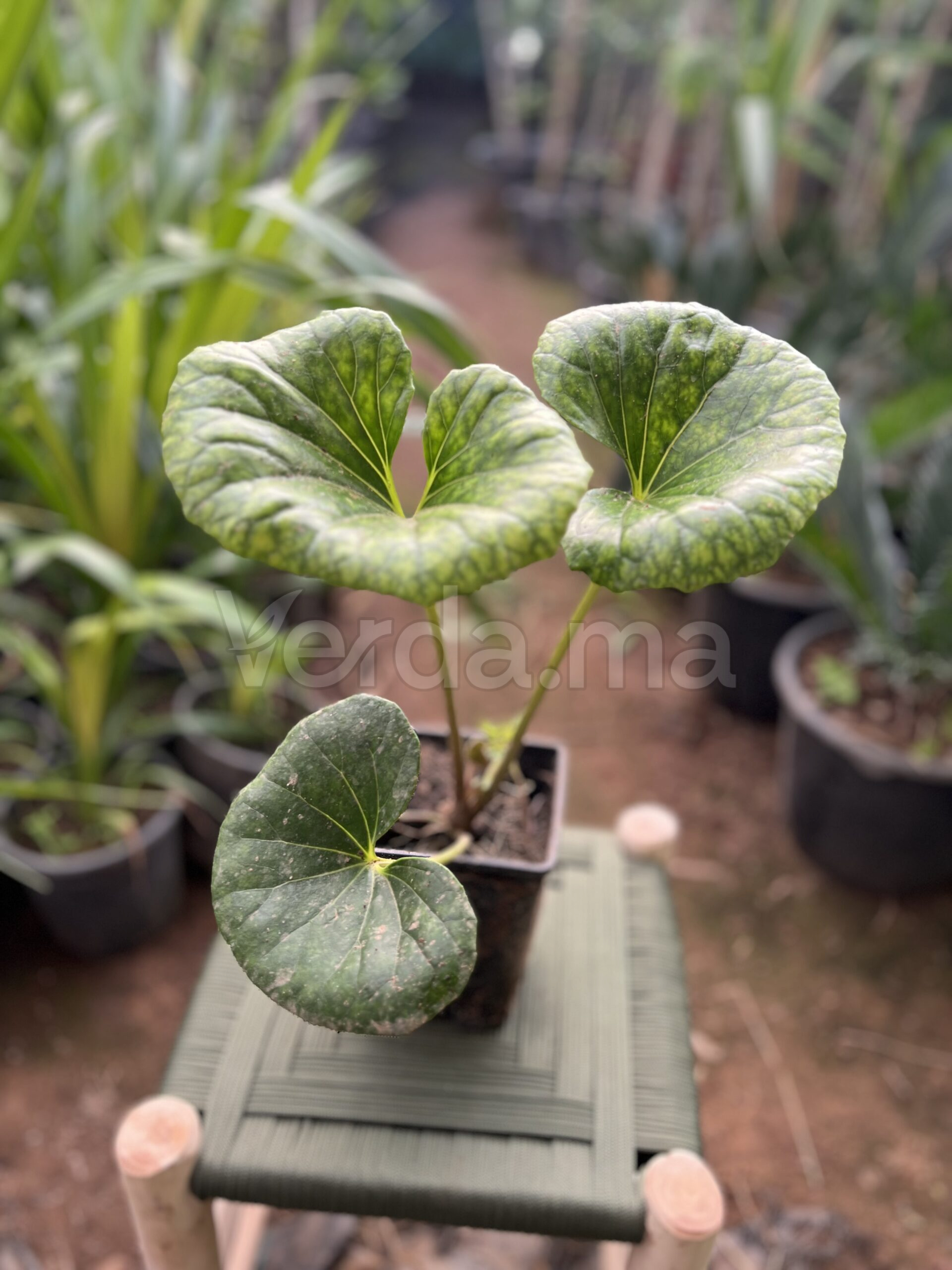 Farfugium Japonicum (Plante Léopard Verte)