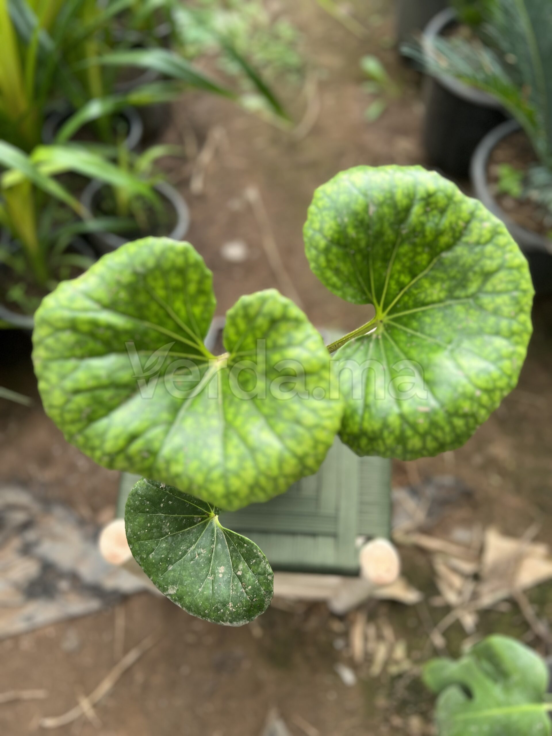 Farfugium Japonicum (Plante Léopard Verte)