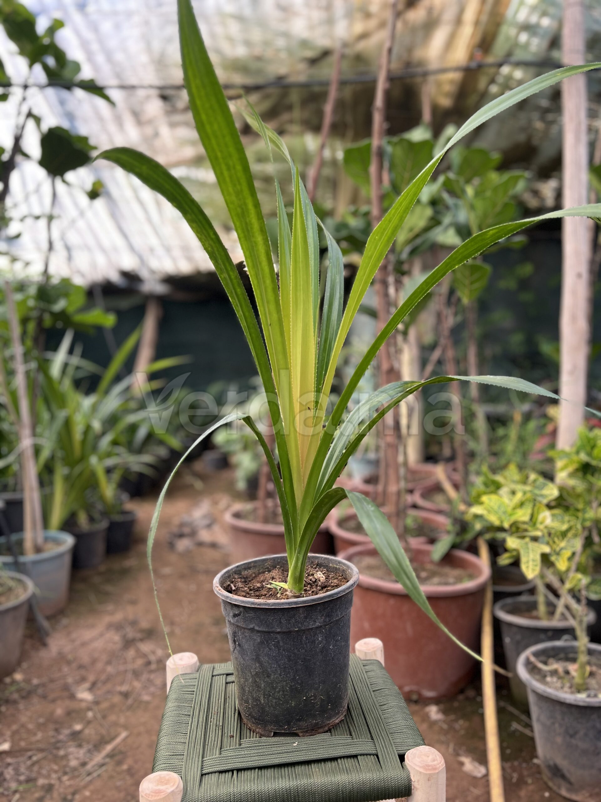 Pandanus (Palmier à vis)