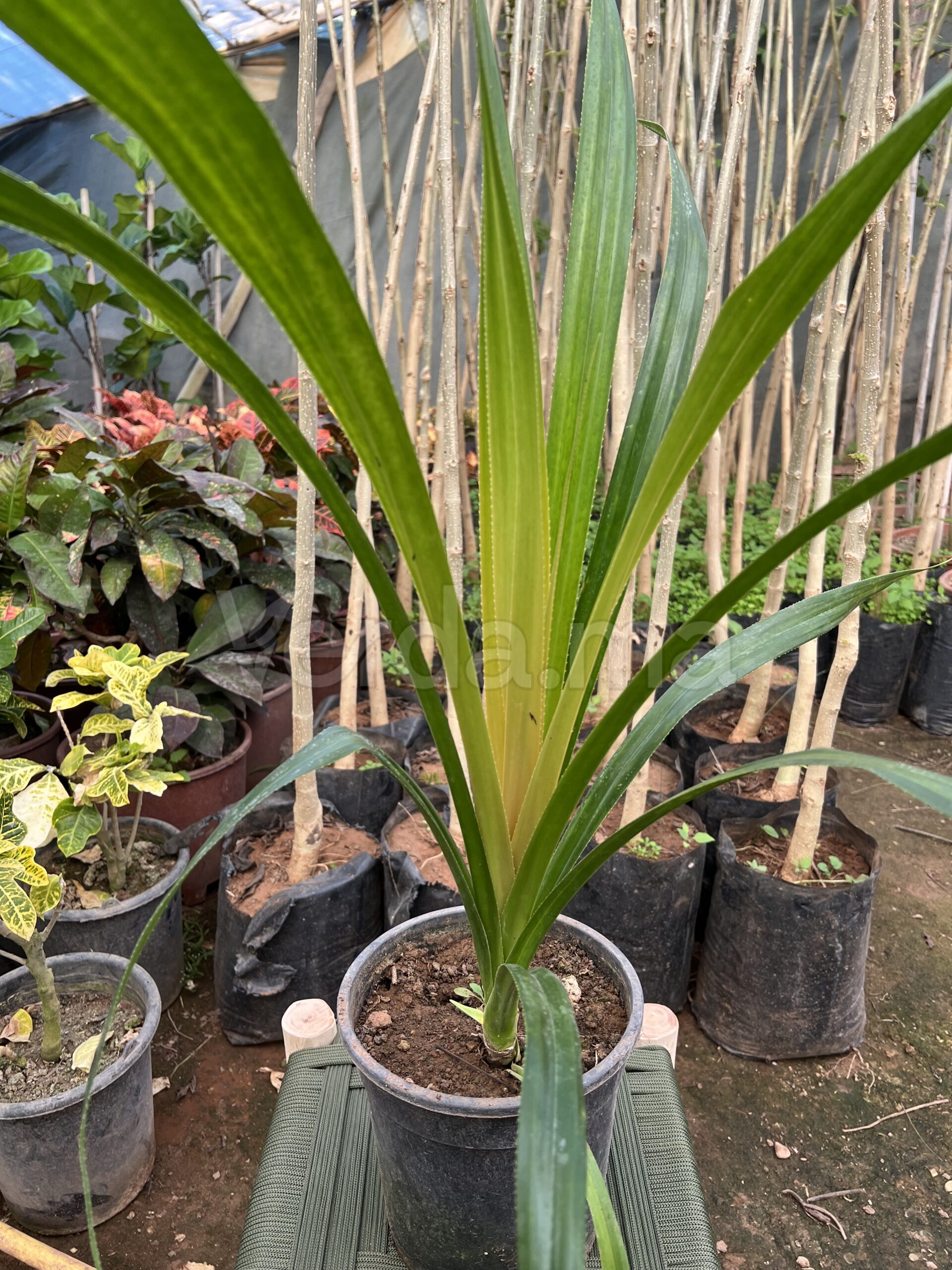 Pandanus (Palmier à vis)