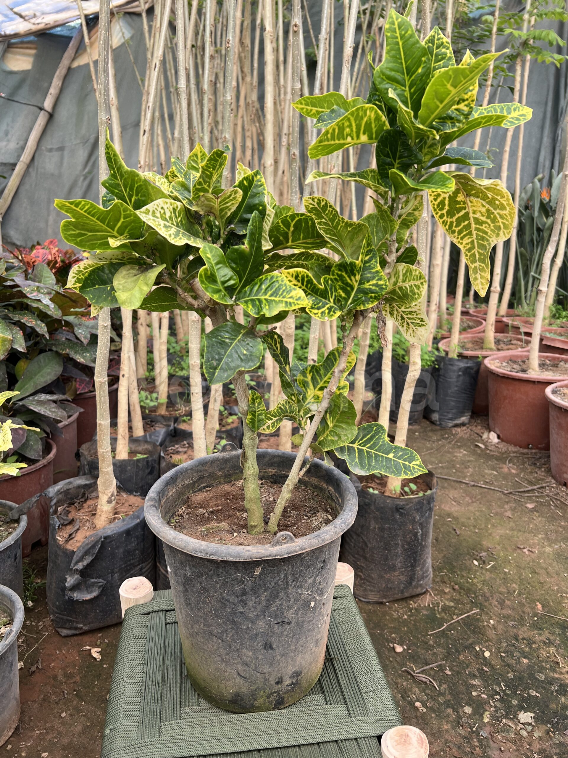 Codiaeum Variegatum (Croton Petra)