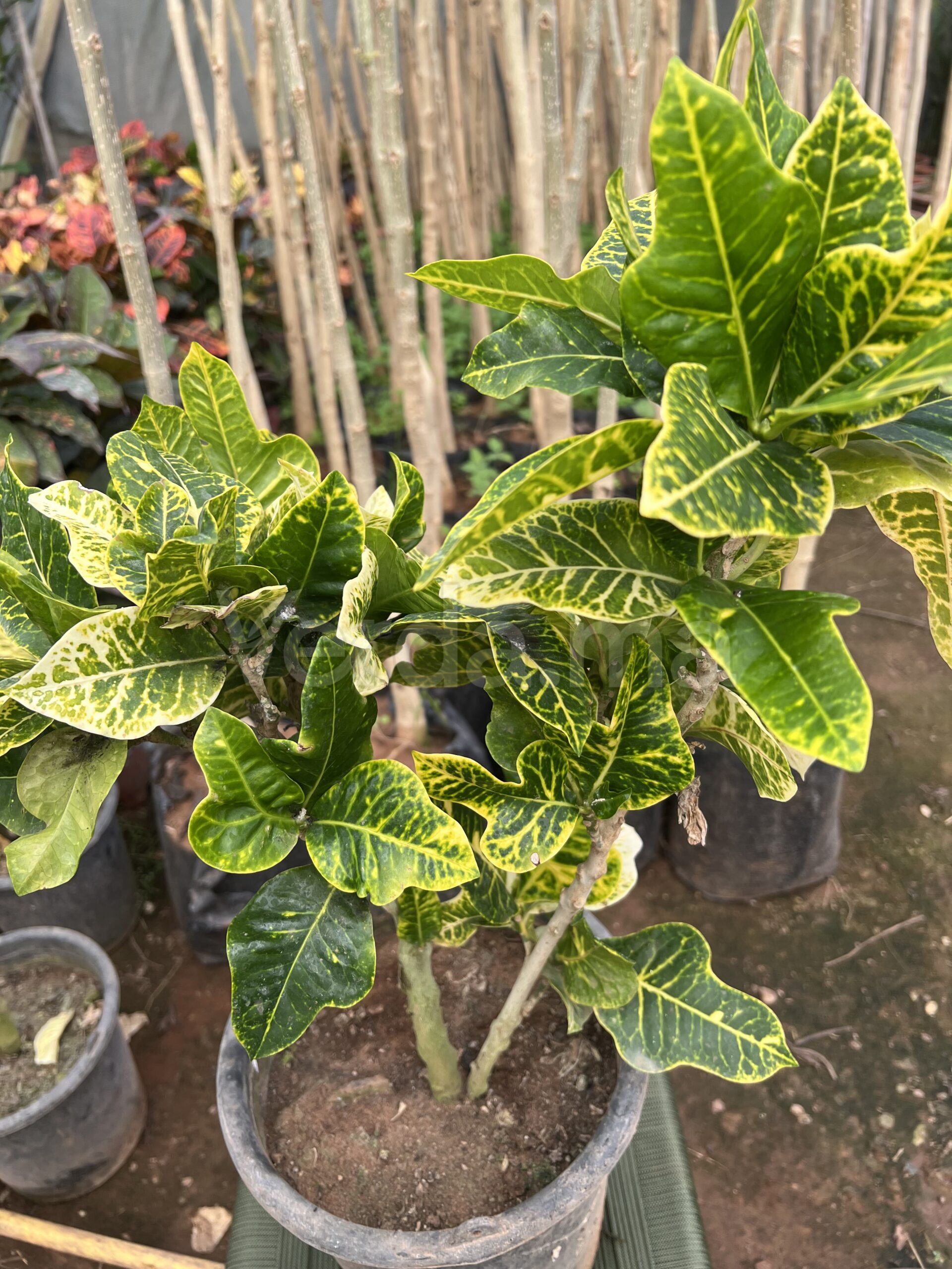 Codiaeum Variegatum (Croton Petra)