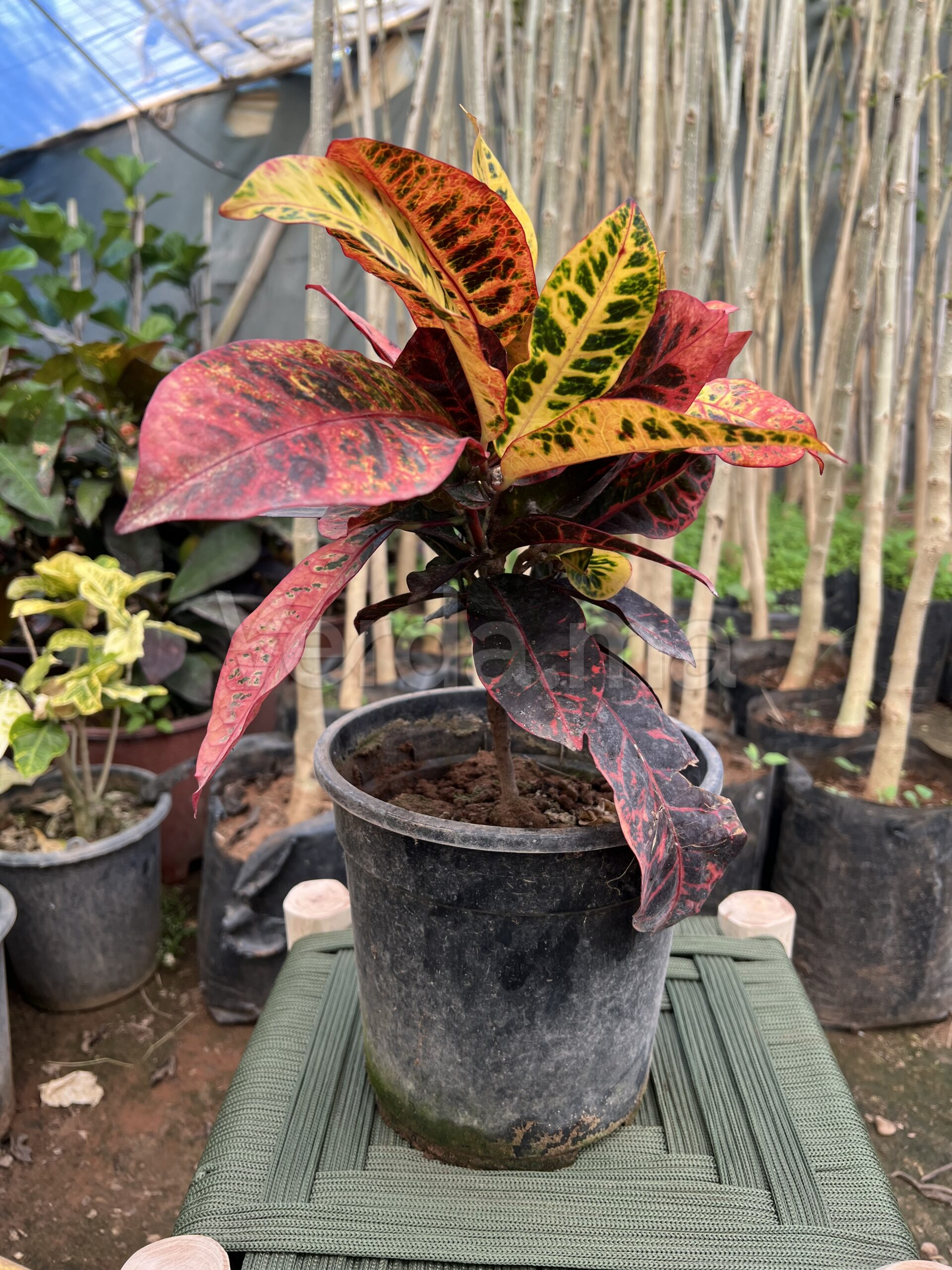 Codiaeum Variegatum (Croton)