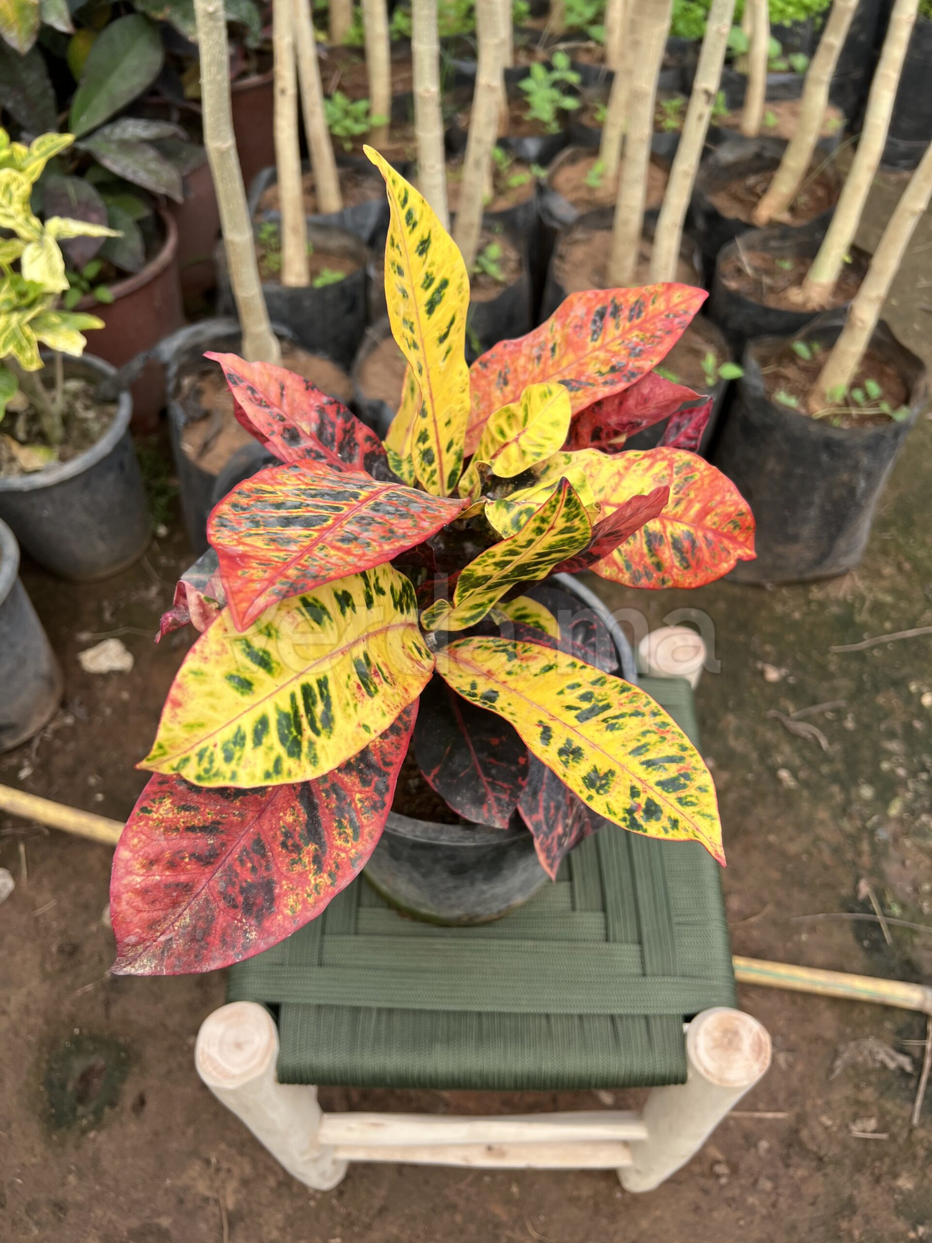 Codiaeum Variegatum (Croton)