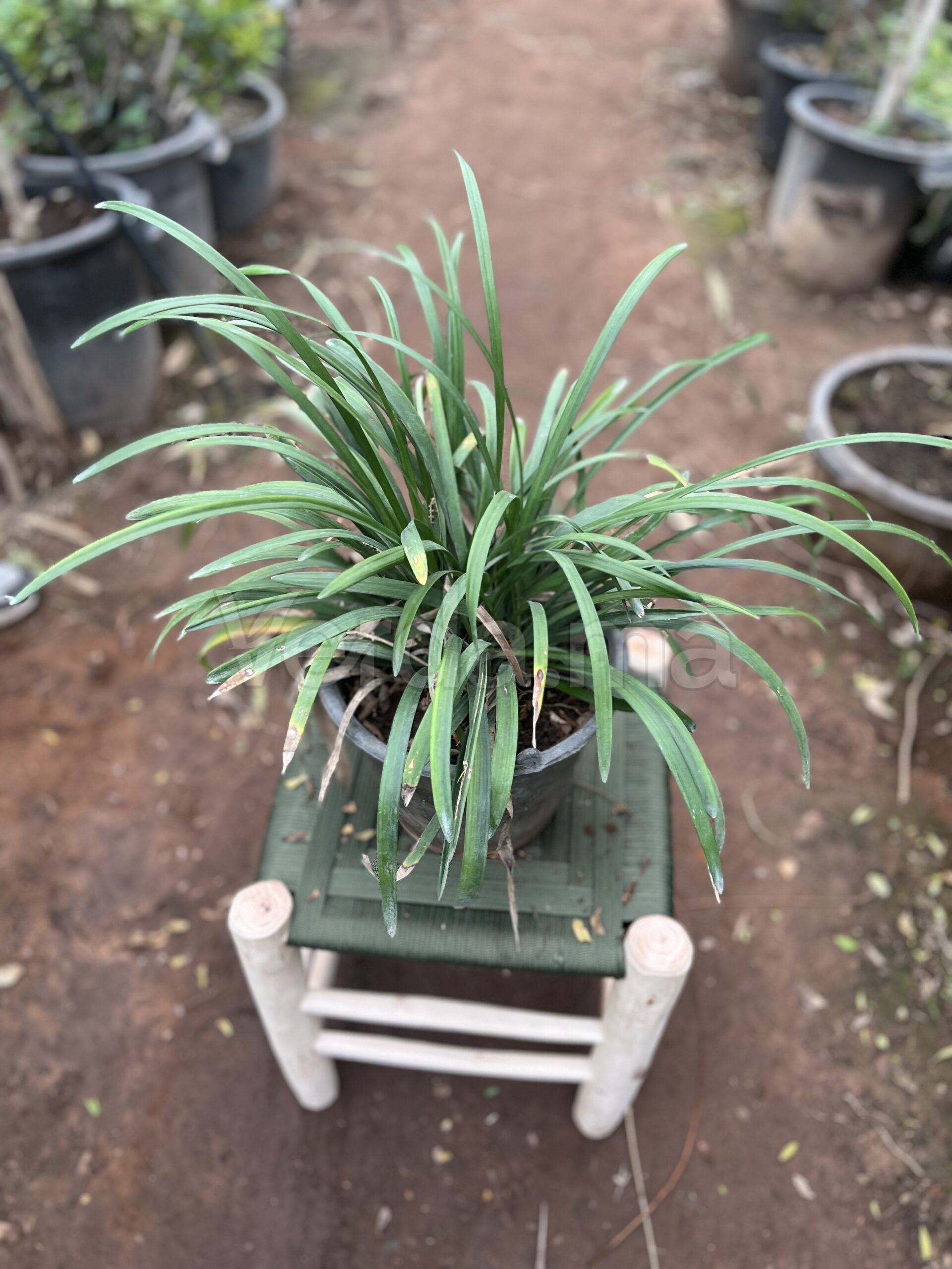 Ophiopogon Japonicus (Herbe du Japon)