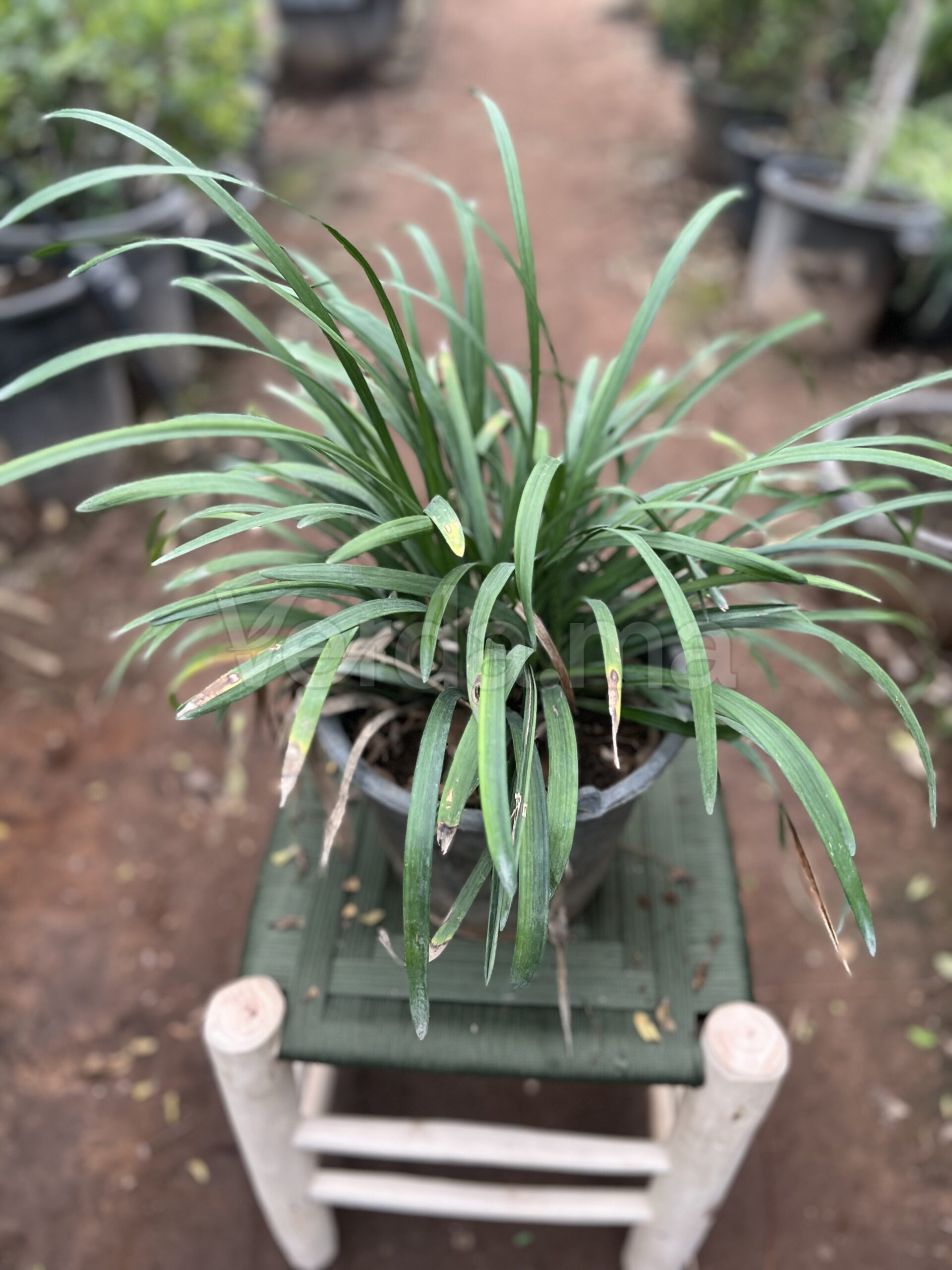 Ophiopogon Japonicus (Herbe du Japon)