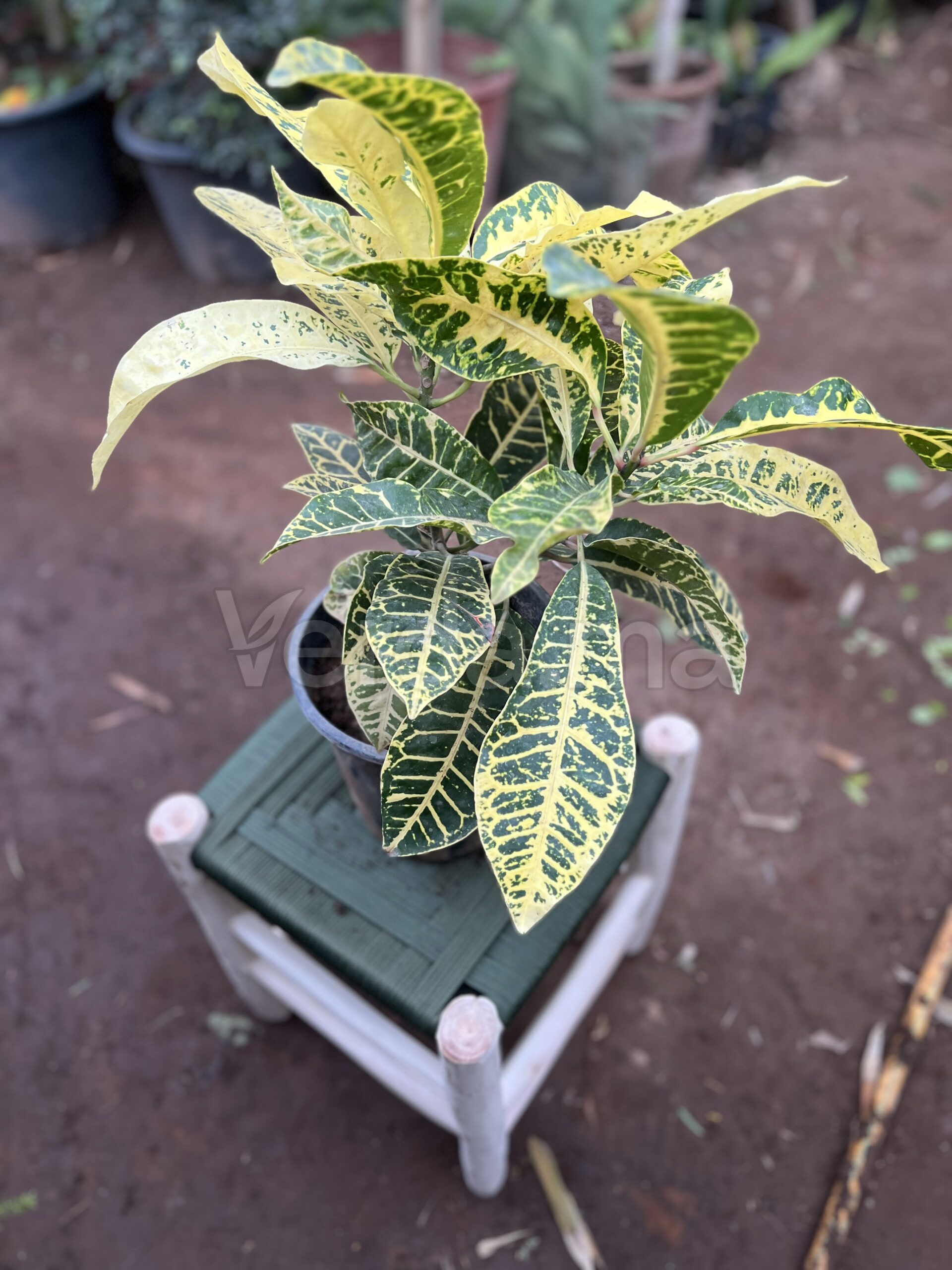 Codiaeum Variegatum (Croton Gold)