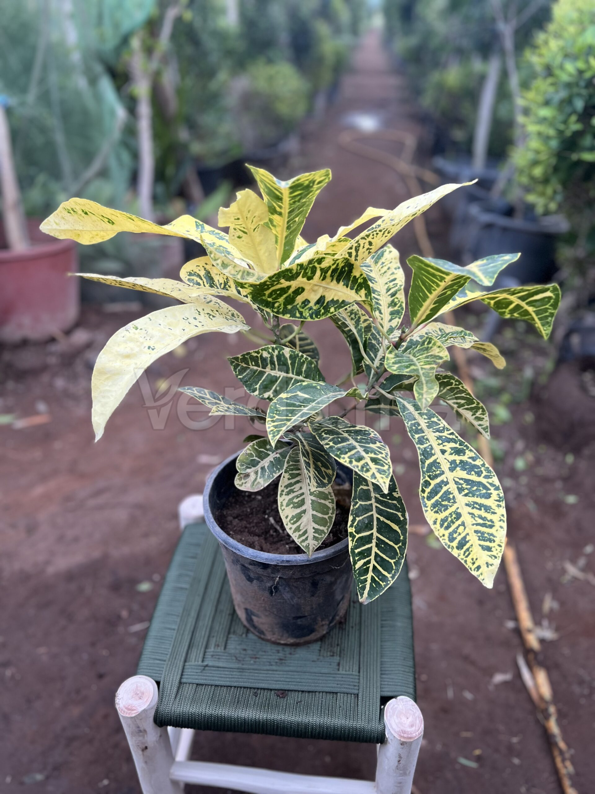 Codiaeum Variegatum (Croton Gold)