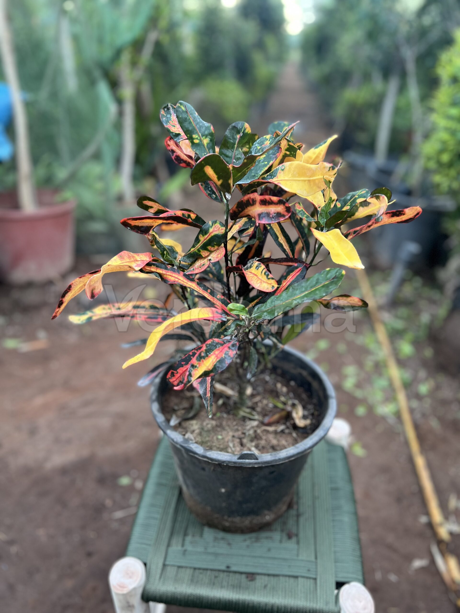 Codiaeum Variegatum (Croton Petra)