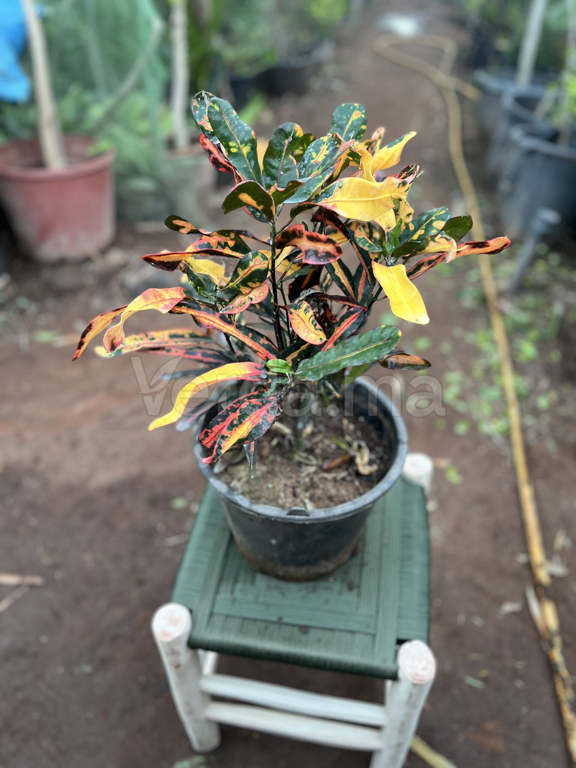 Codiaeum Variegatum (Croton Petra)