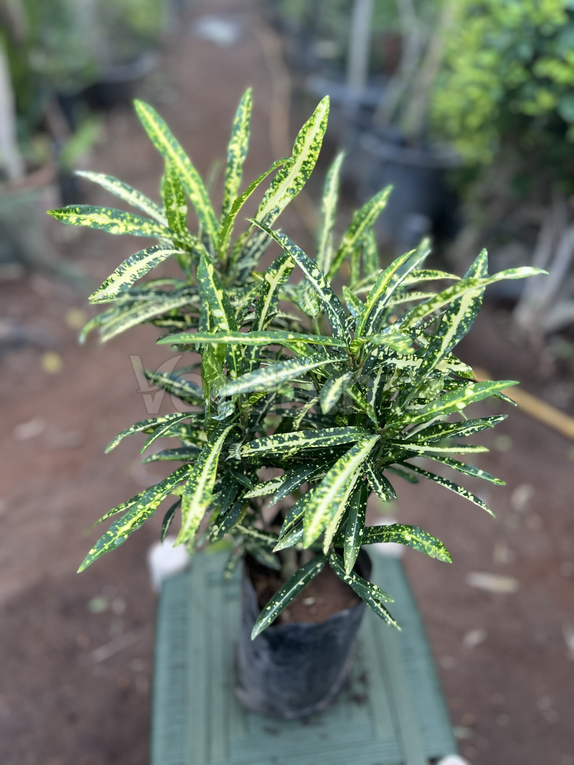 Codiaeum Variegatum (Croton Gold Star)