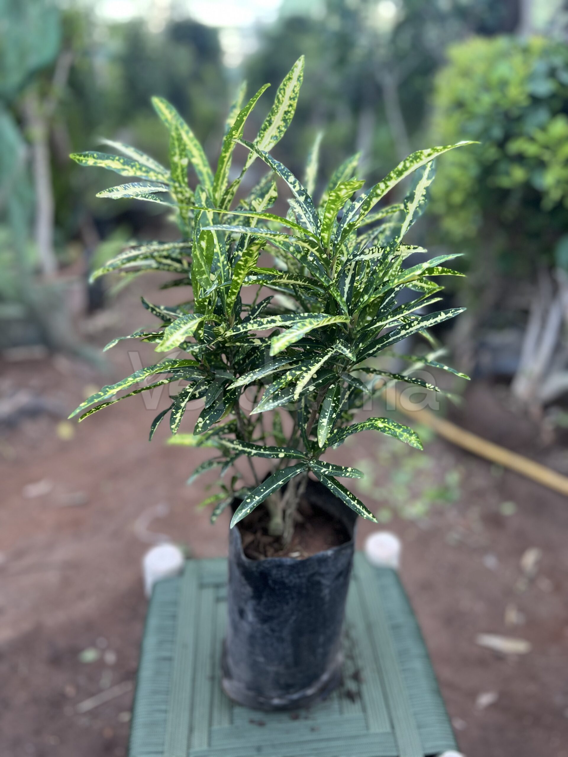 Codiaeum Variegatum (Croton Gold Star)