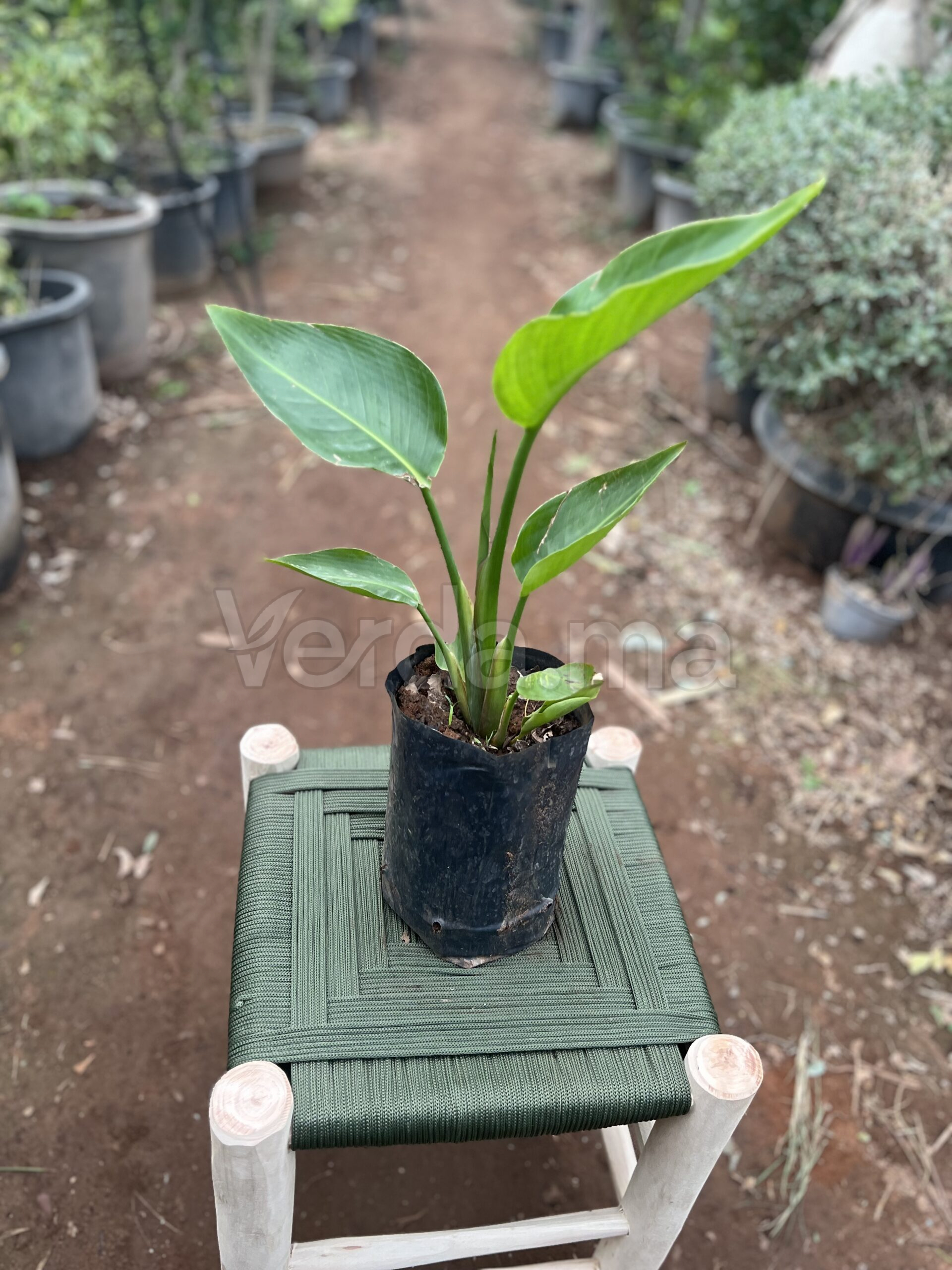 Strelitzia Nicolai (Oiseau du Paradis Blanc)