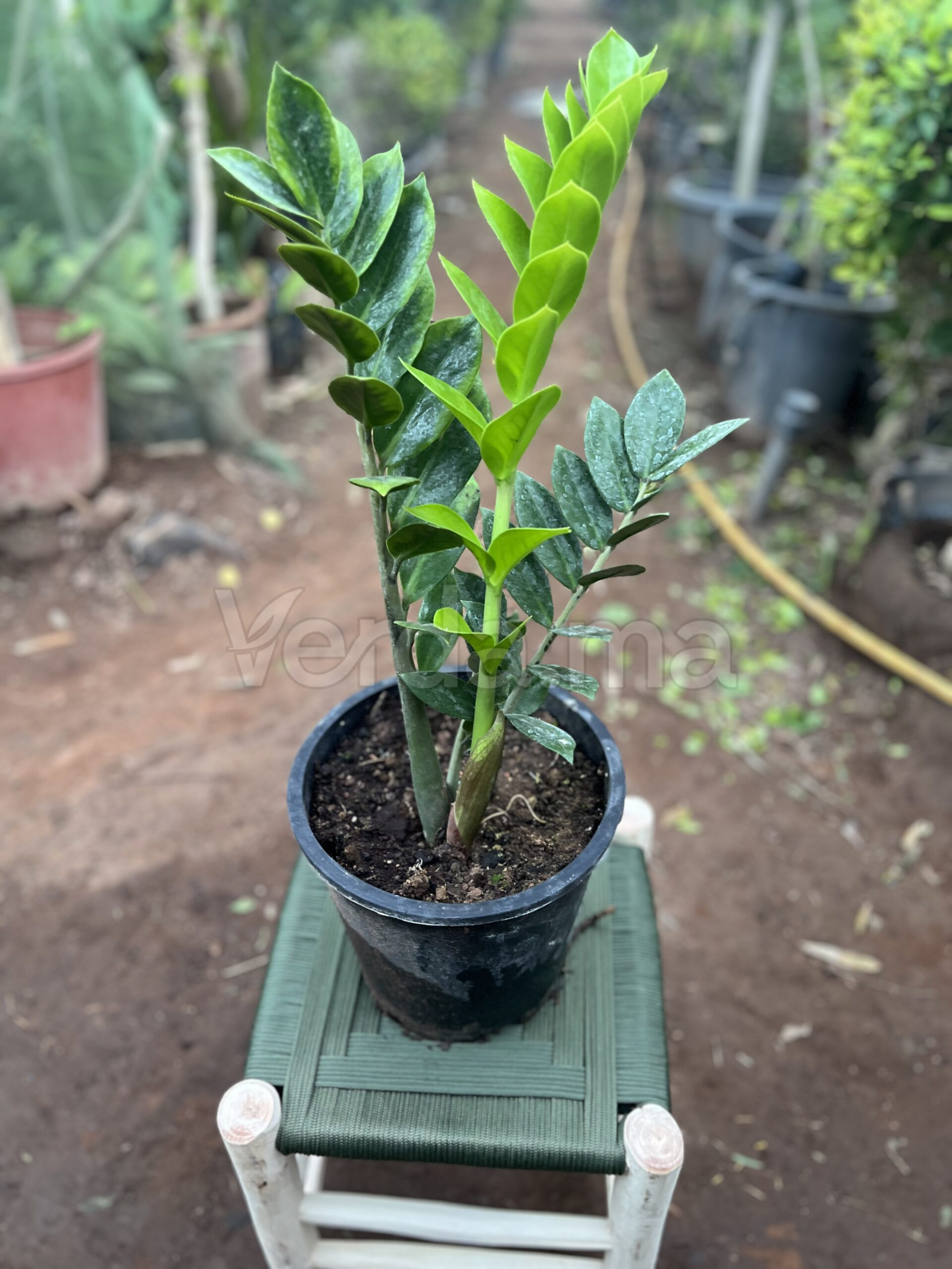 Zamioculcas Zamiifolia (Plante ZZ)