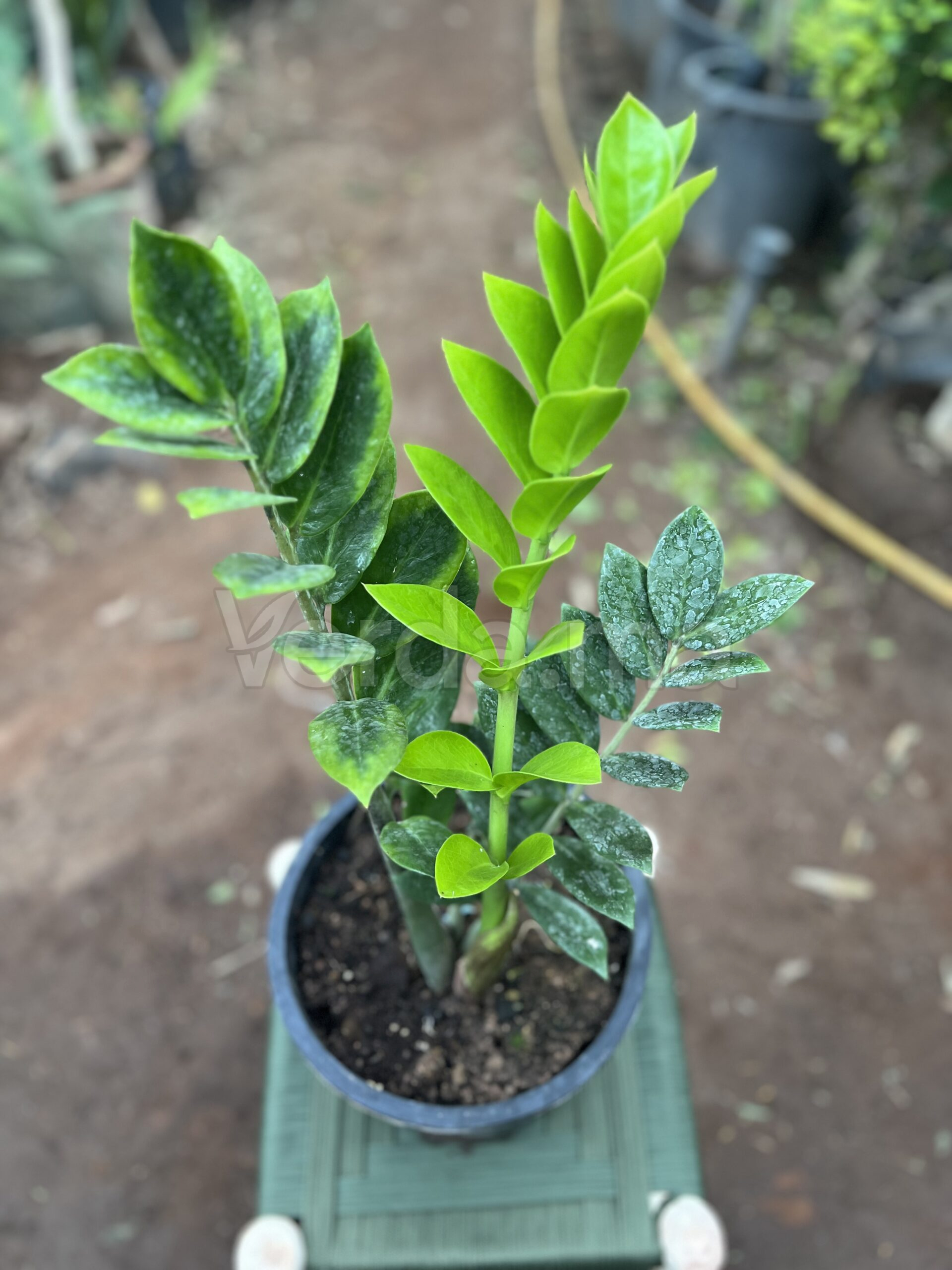 Zamioculcas Zamiifolia (Plante ZZ)