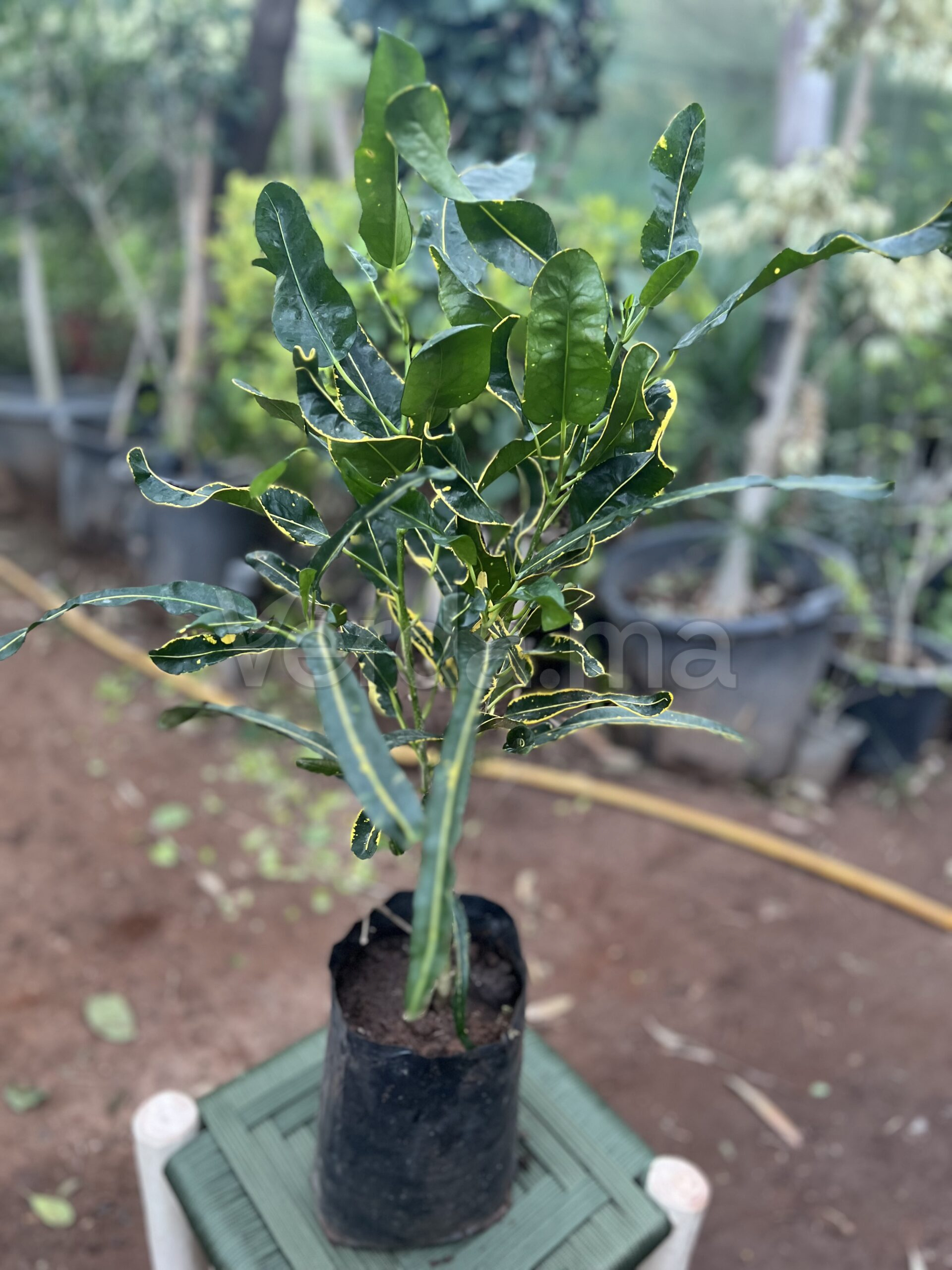 Citrus Japonica Variegata (Kumquat panaché)